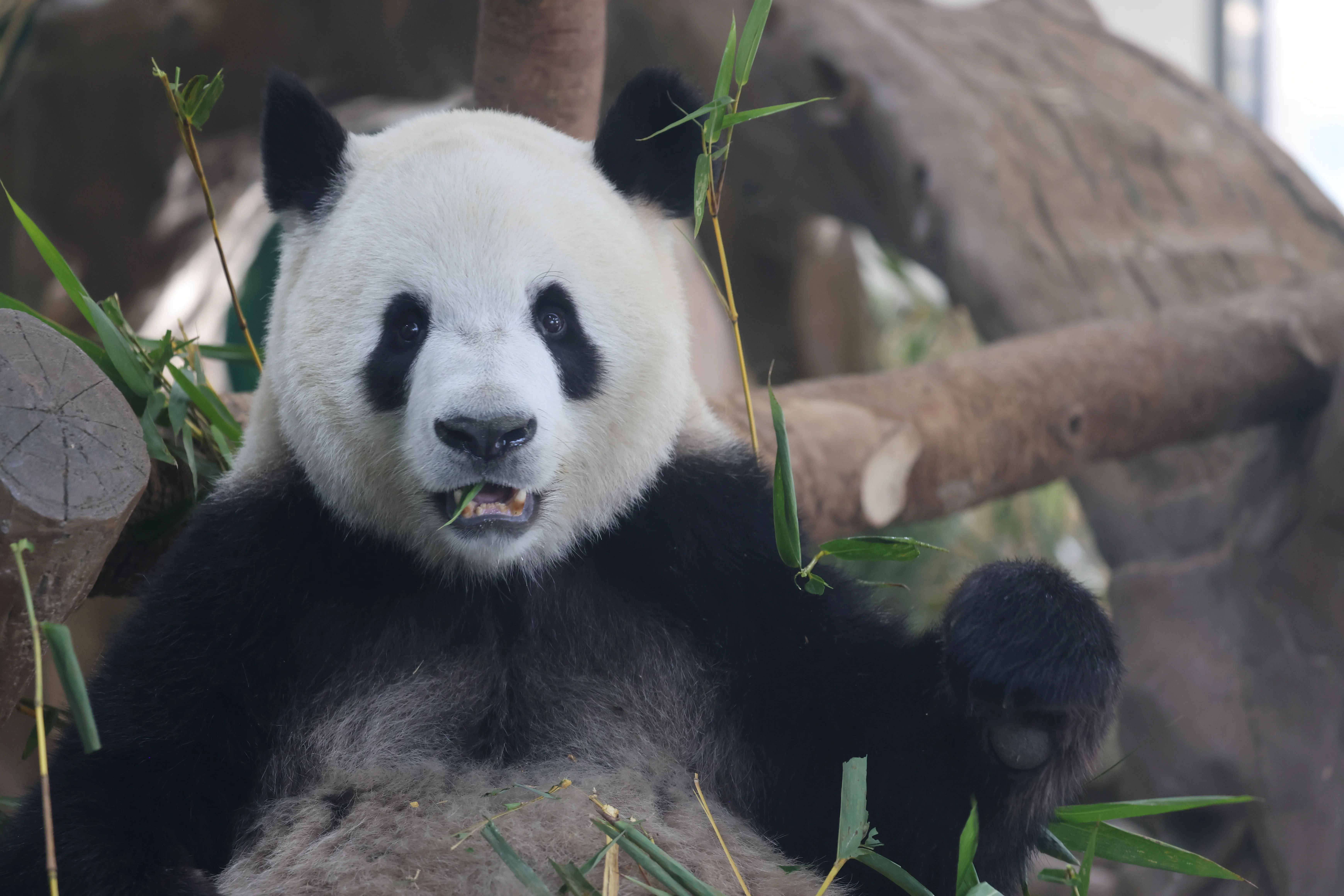 Guangzhou Zoo