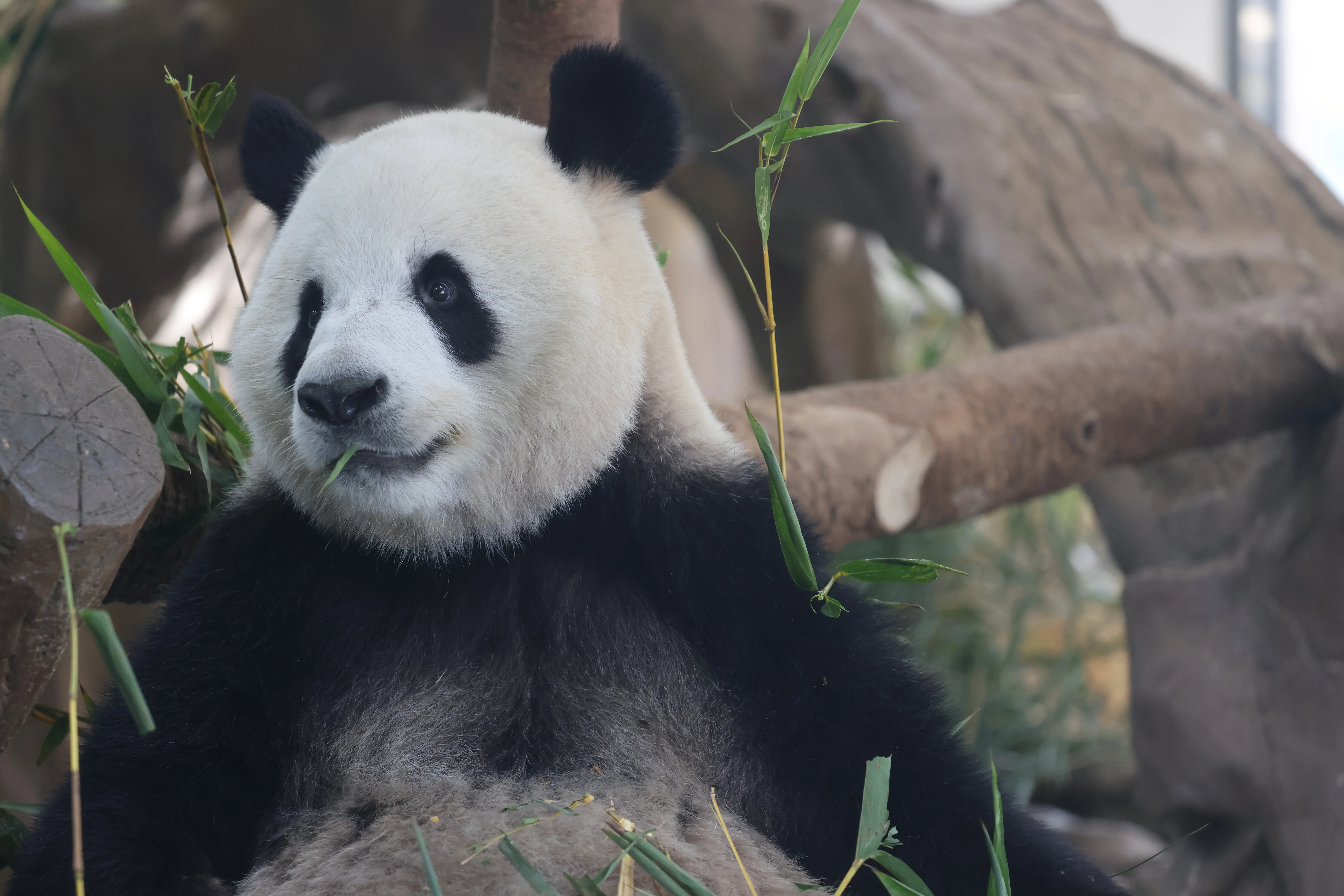 Guangzhou Zoo