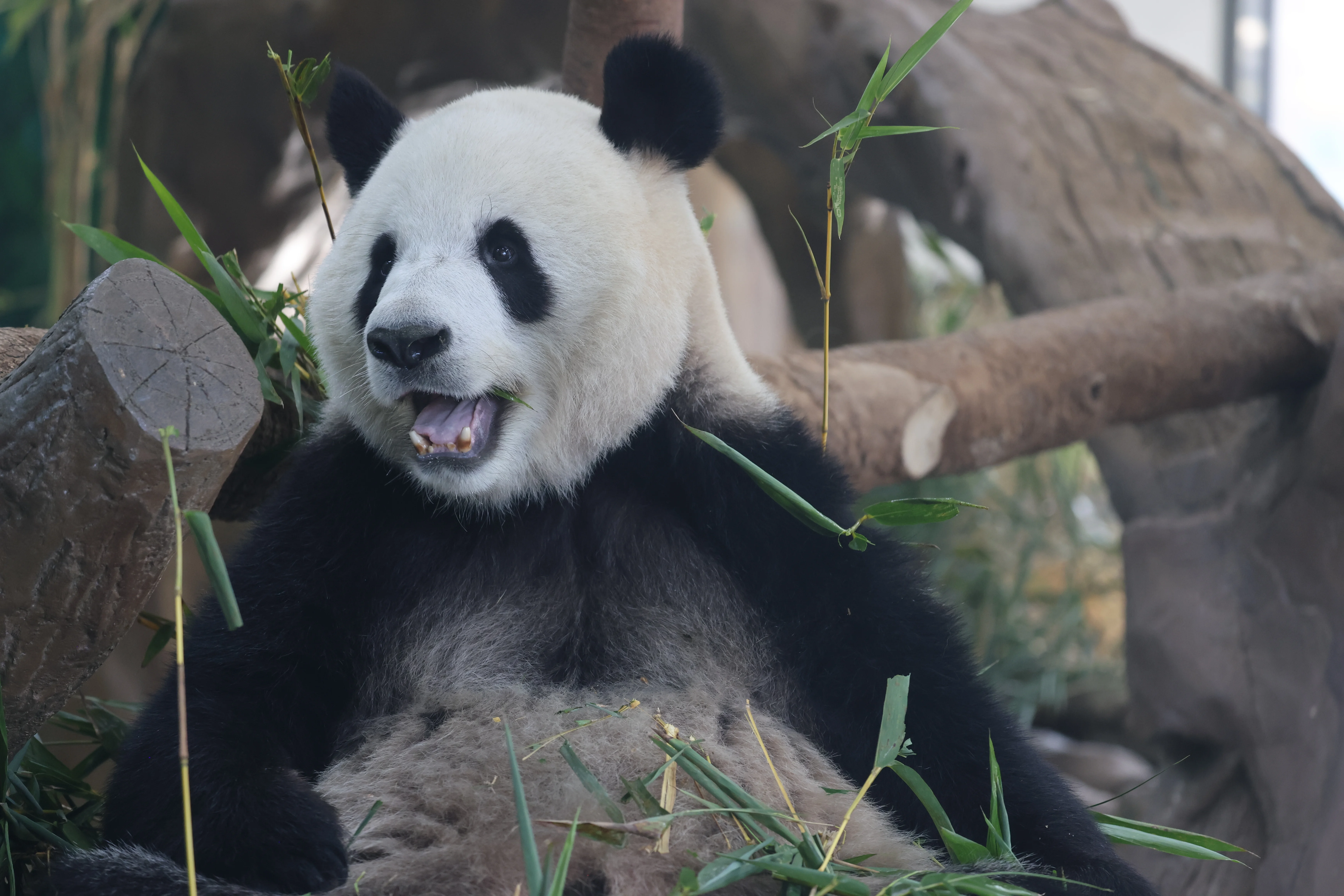 Guangzhou Zoo