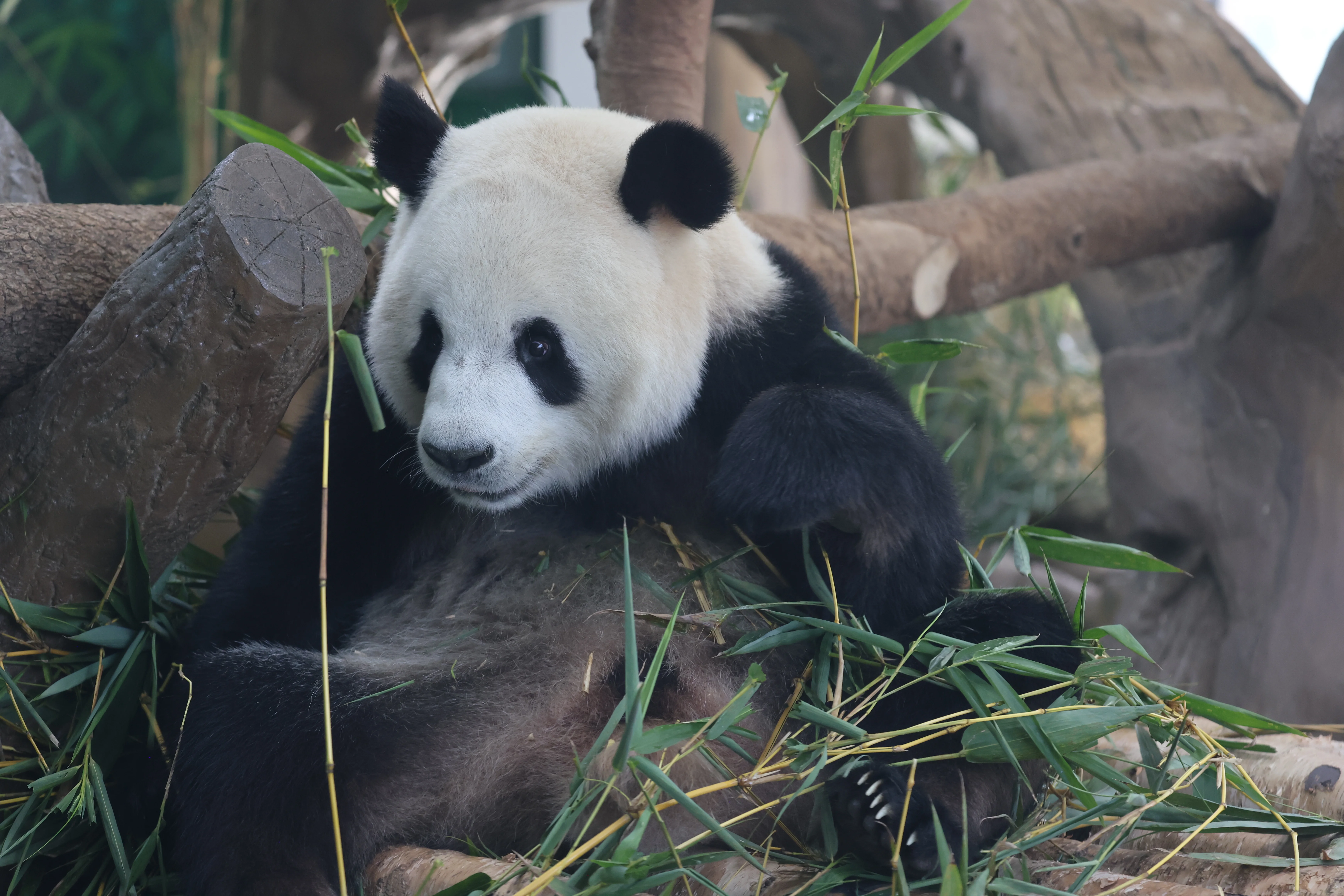 Guangzhou Zoo