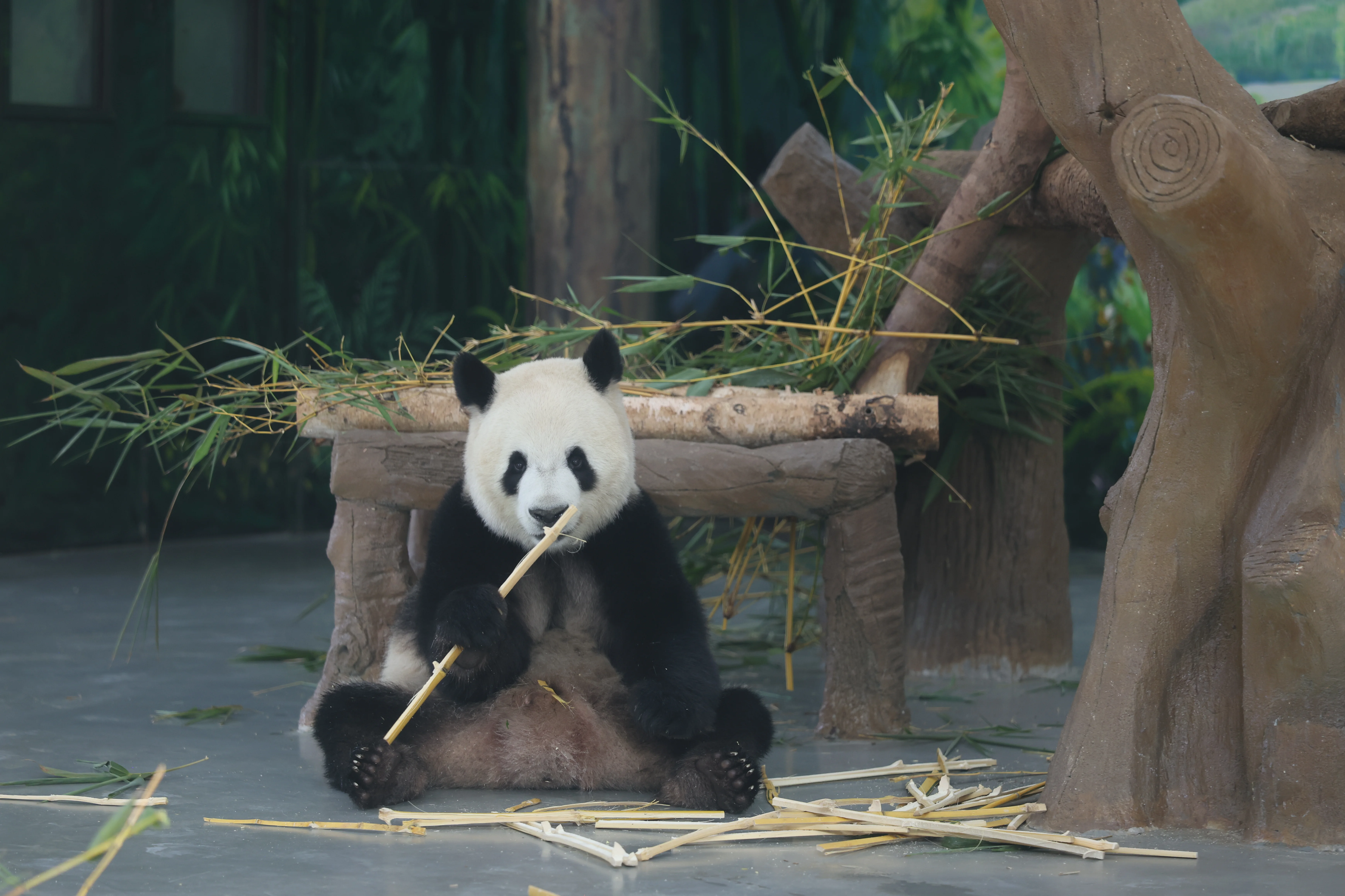 Guangzhou Zoo