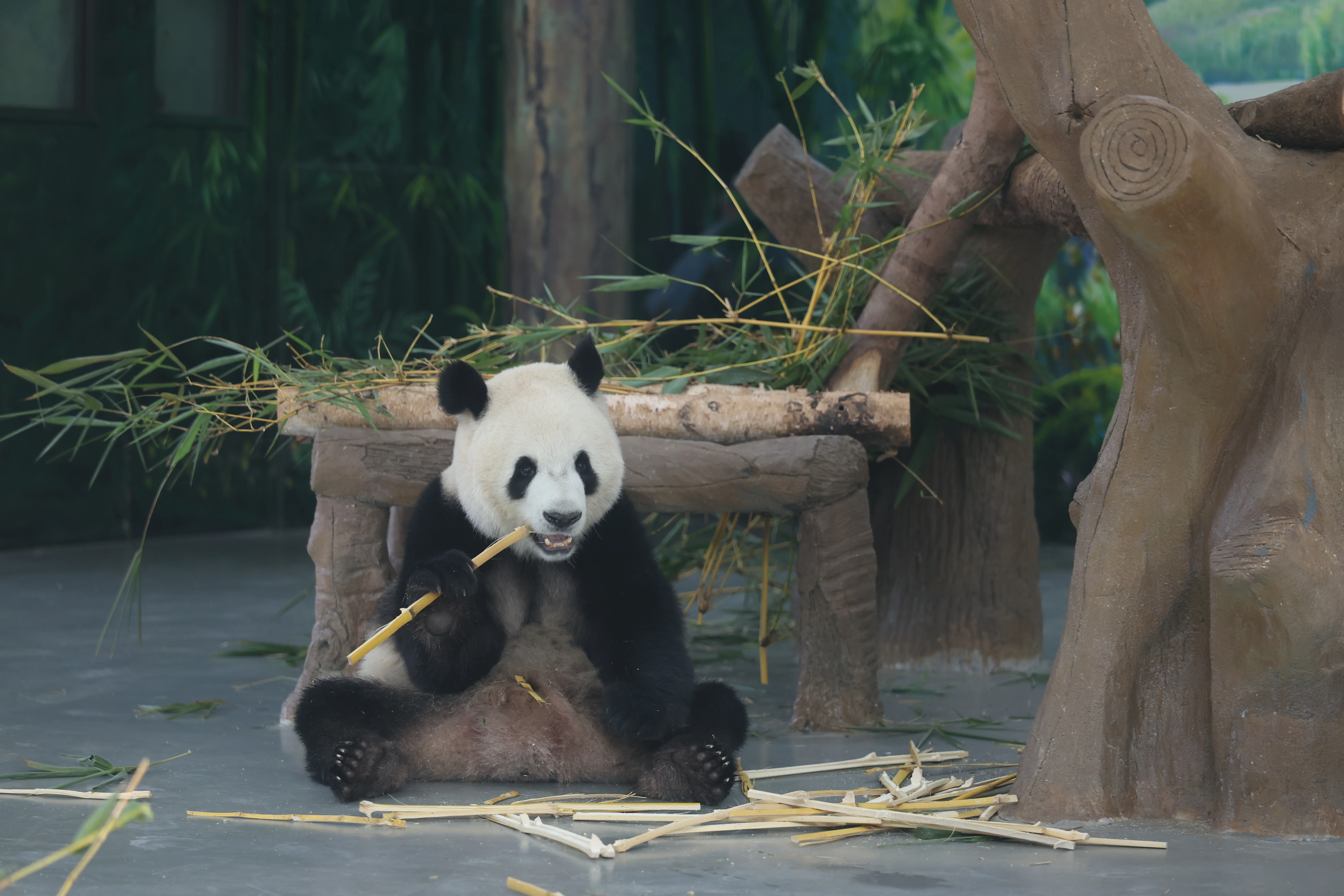 Guangzhou Zoo