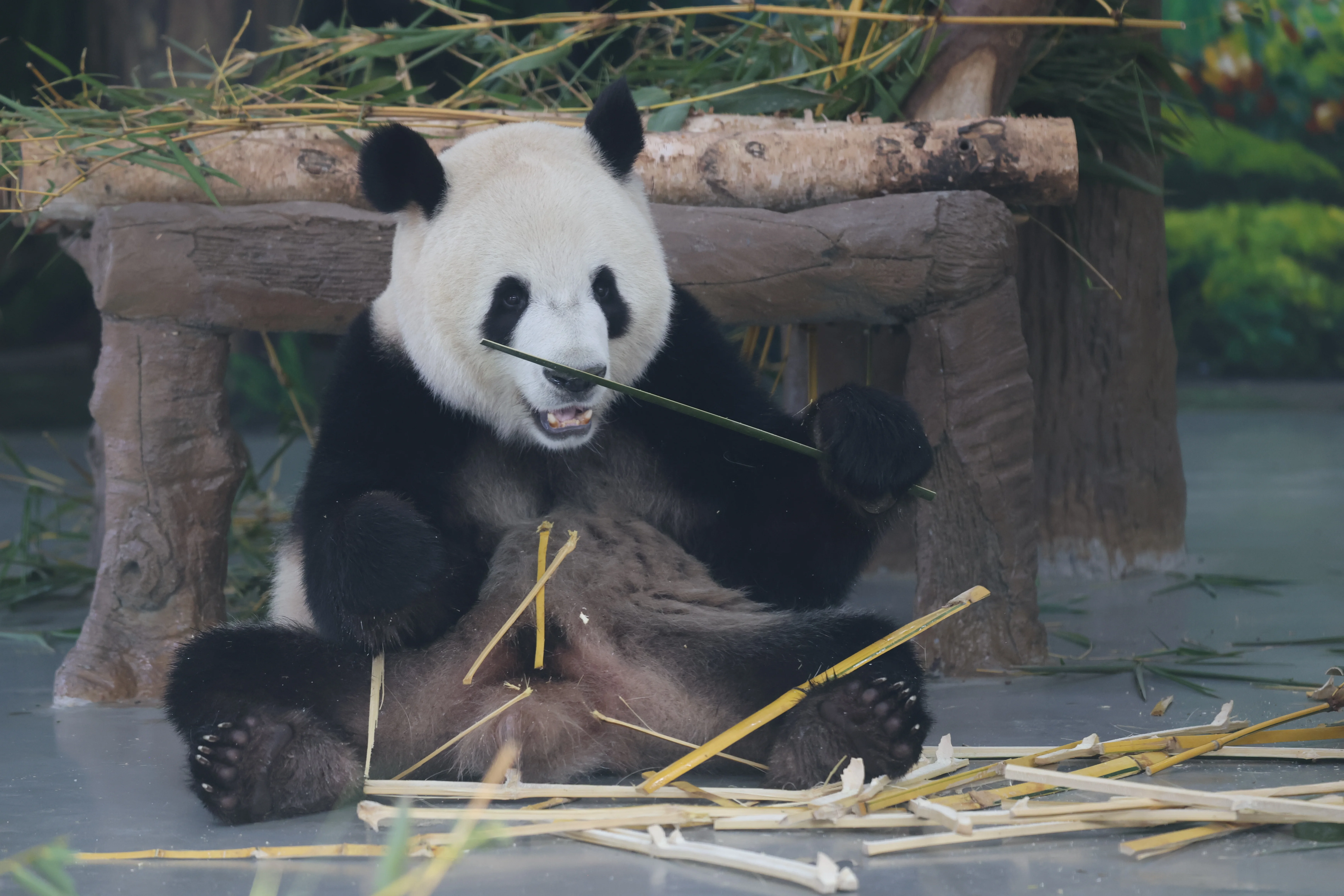 Guangzhou Zoo