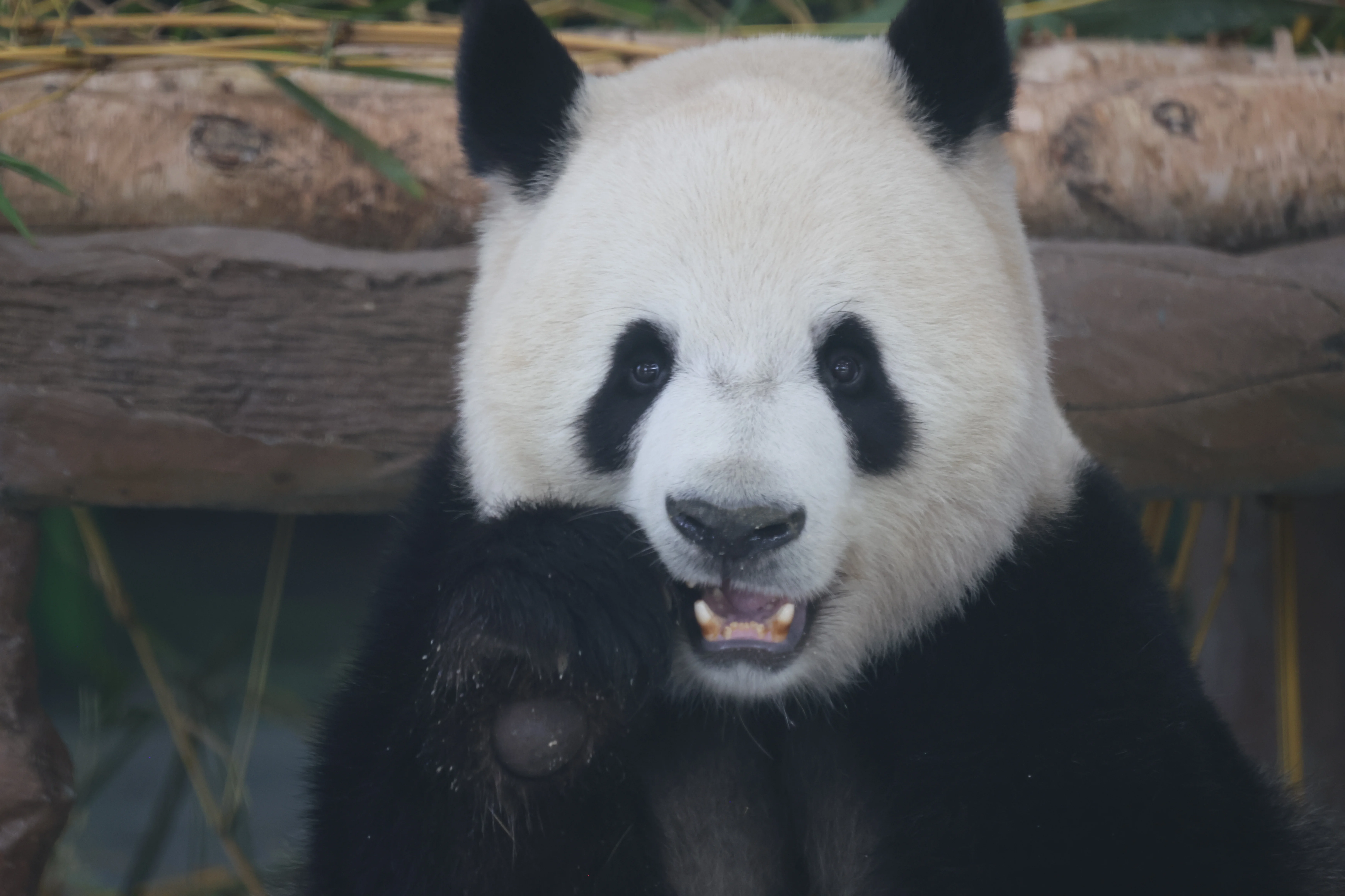 Guangzhou Zoo