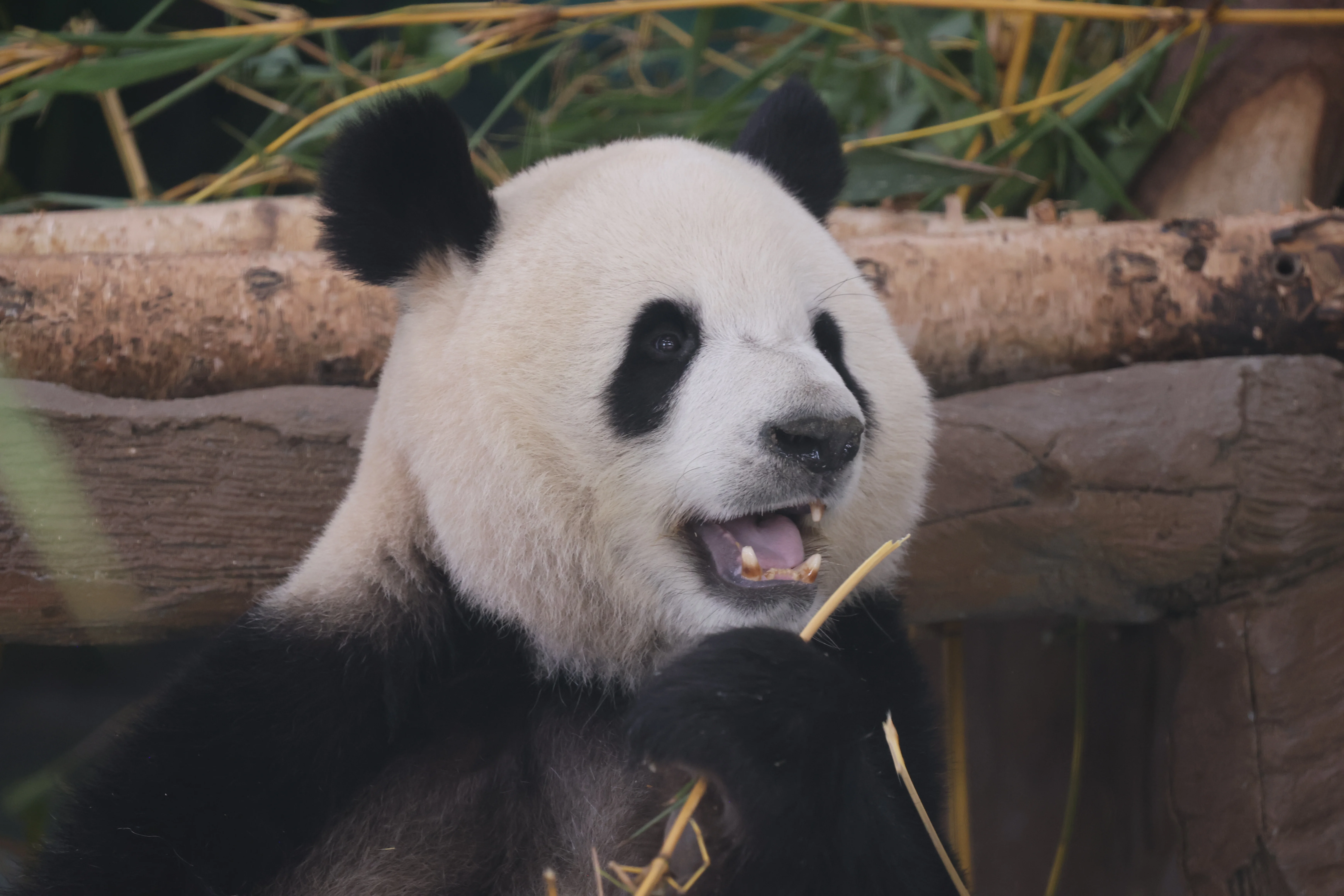 Guangzhou Zoo