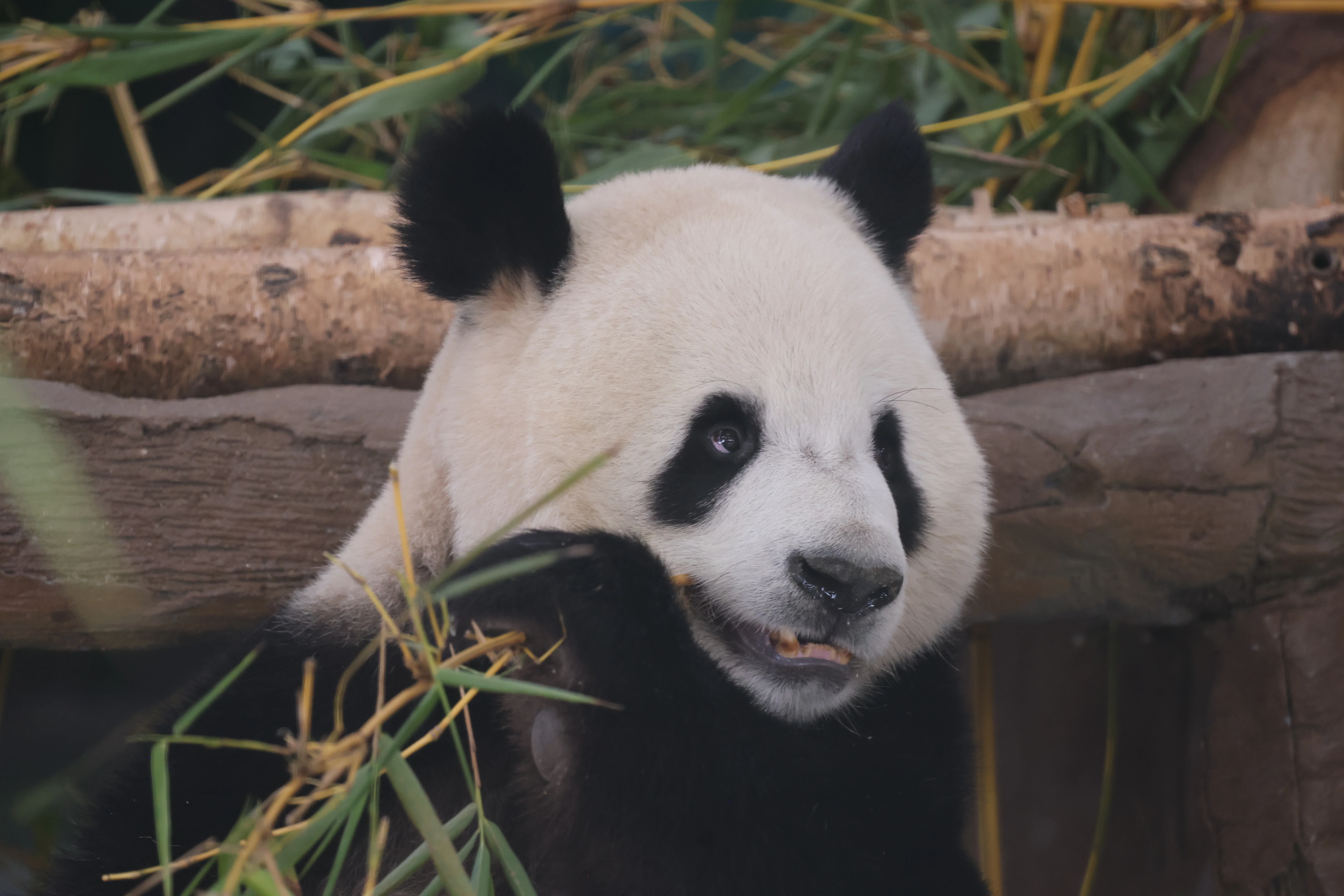 Guangzhou Zoo