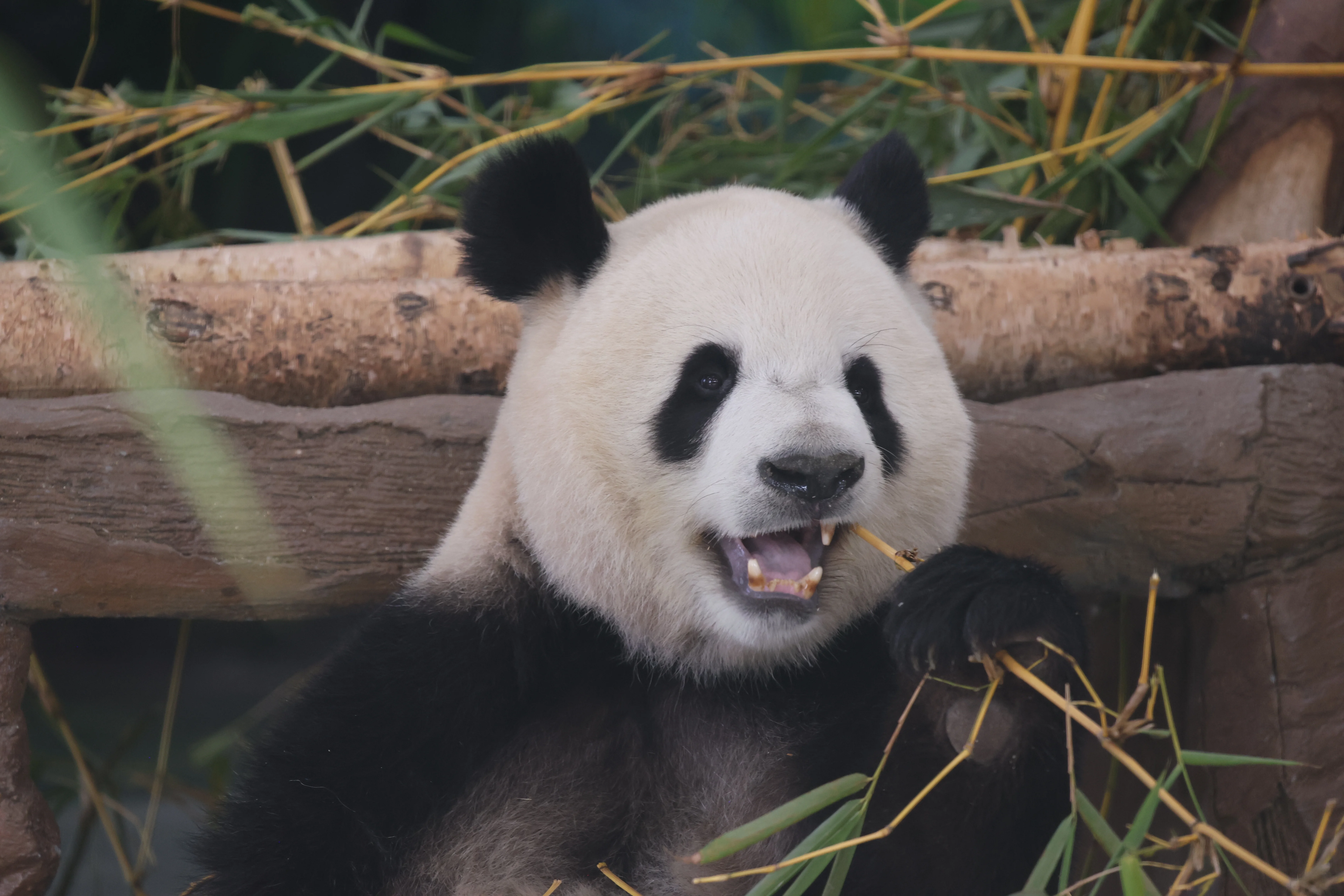 Guangzhou Zoo