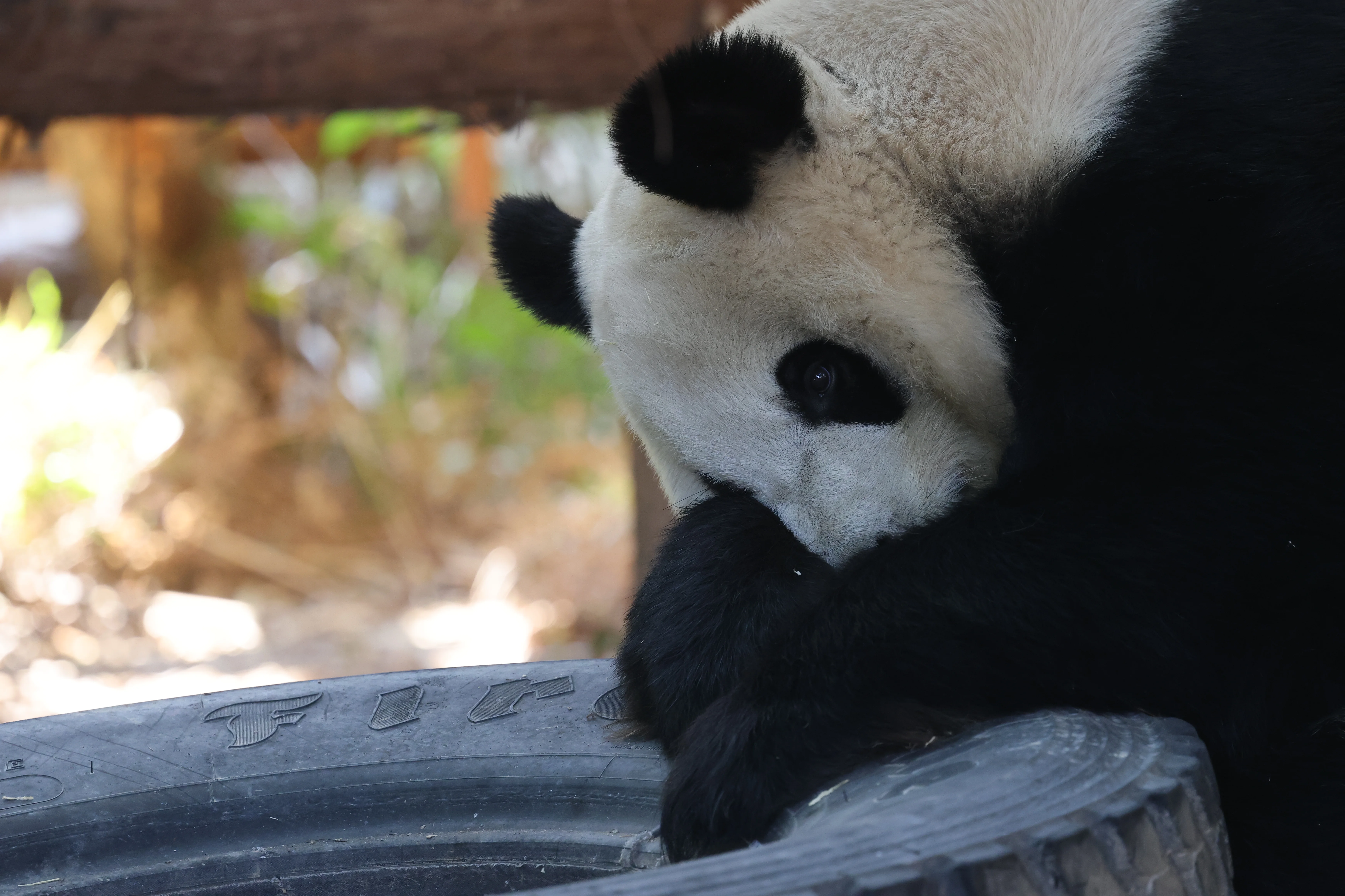 Quanzhou Haisi Safari Park