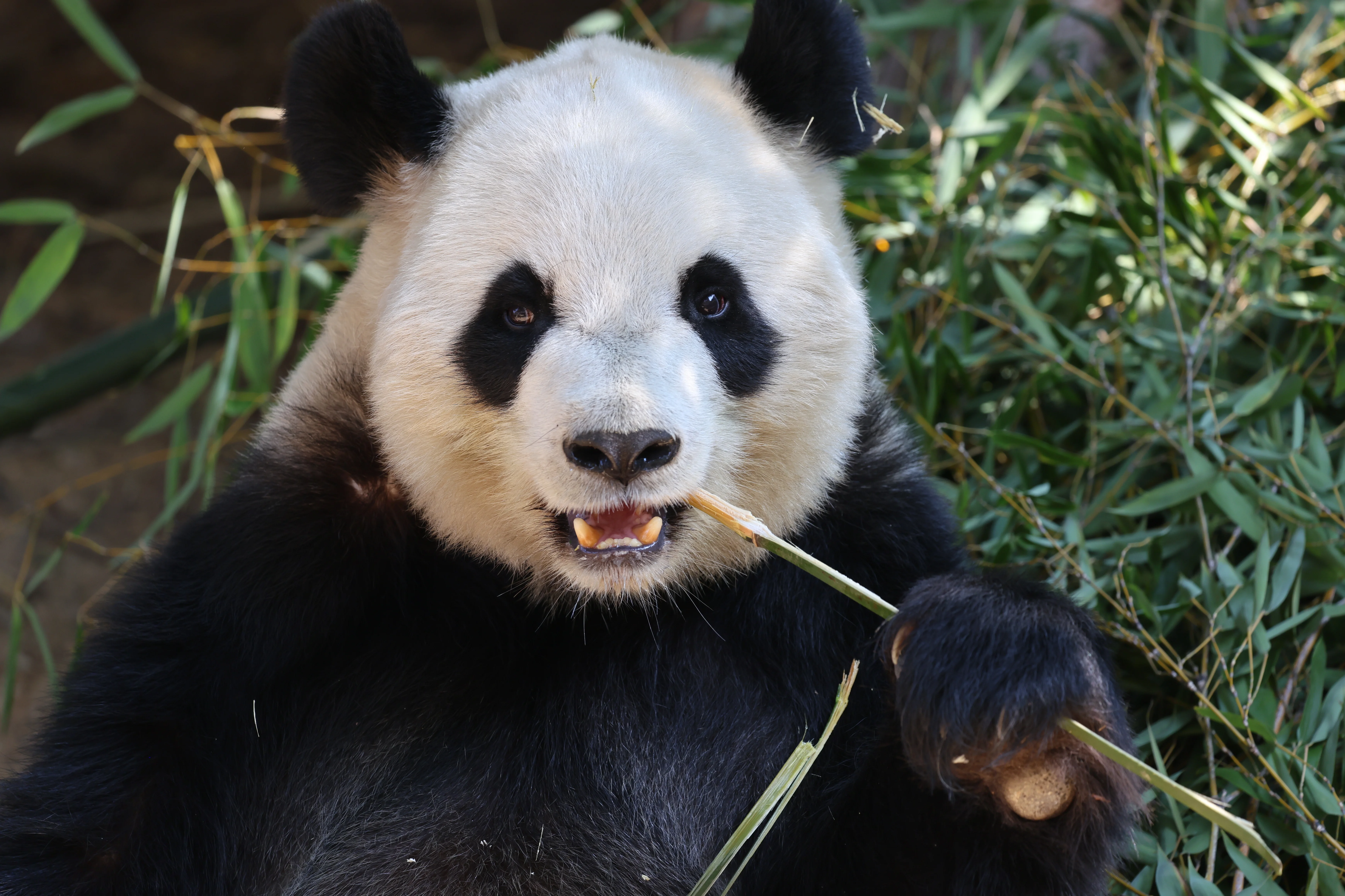 Quanzhou Haisi Safari Park