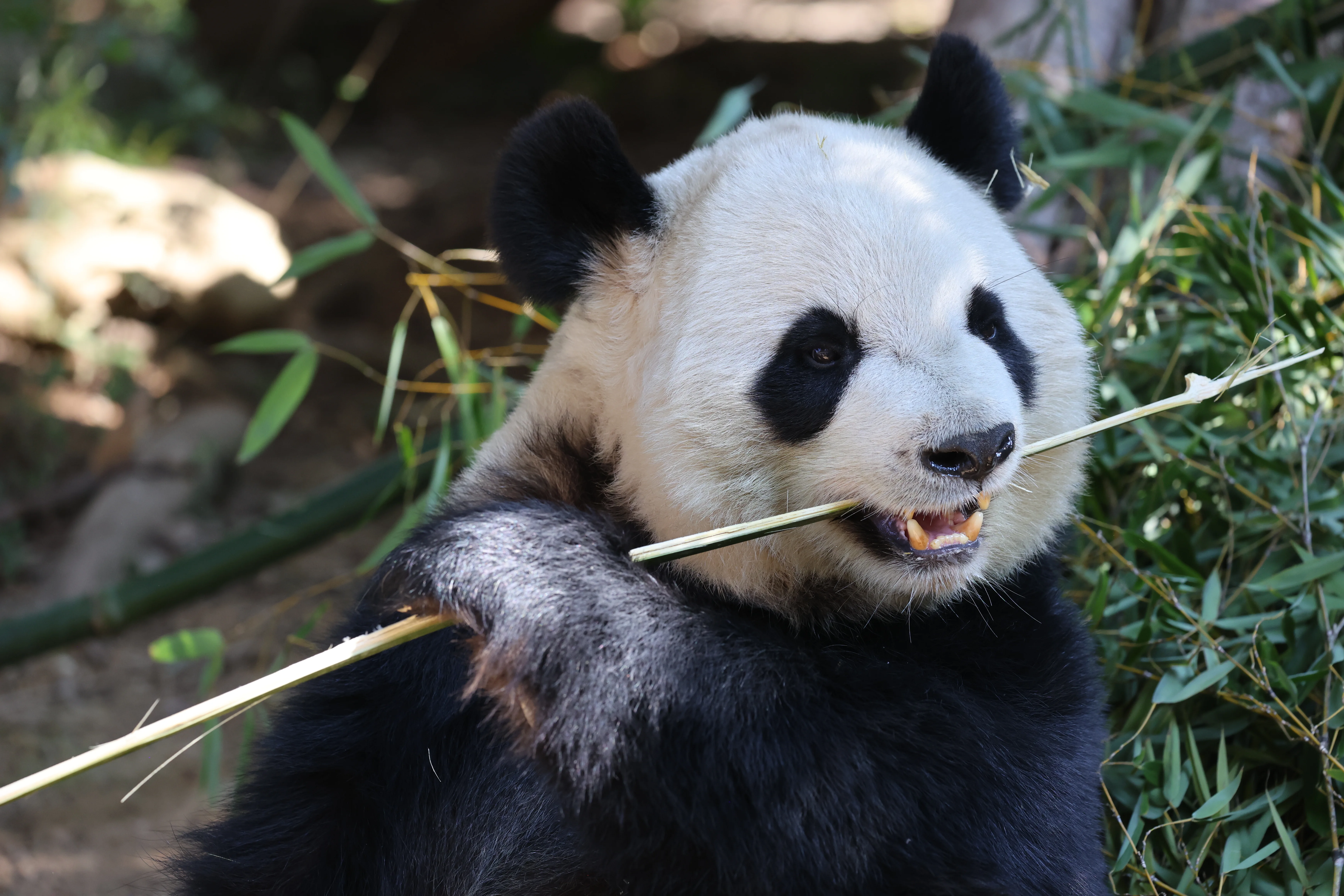 Quanzhou Haisi Safari Park