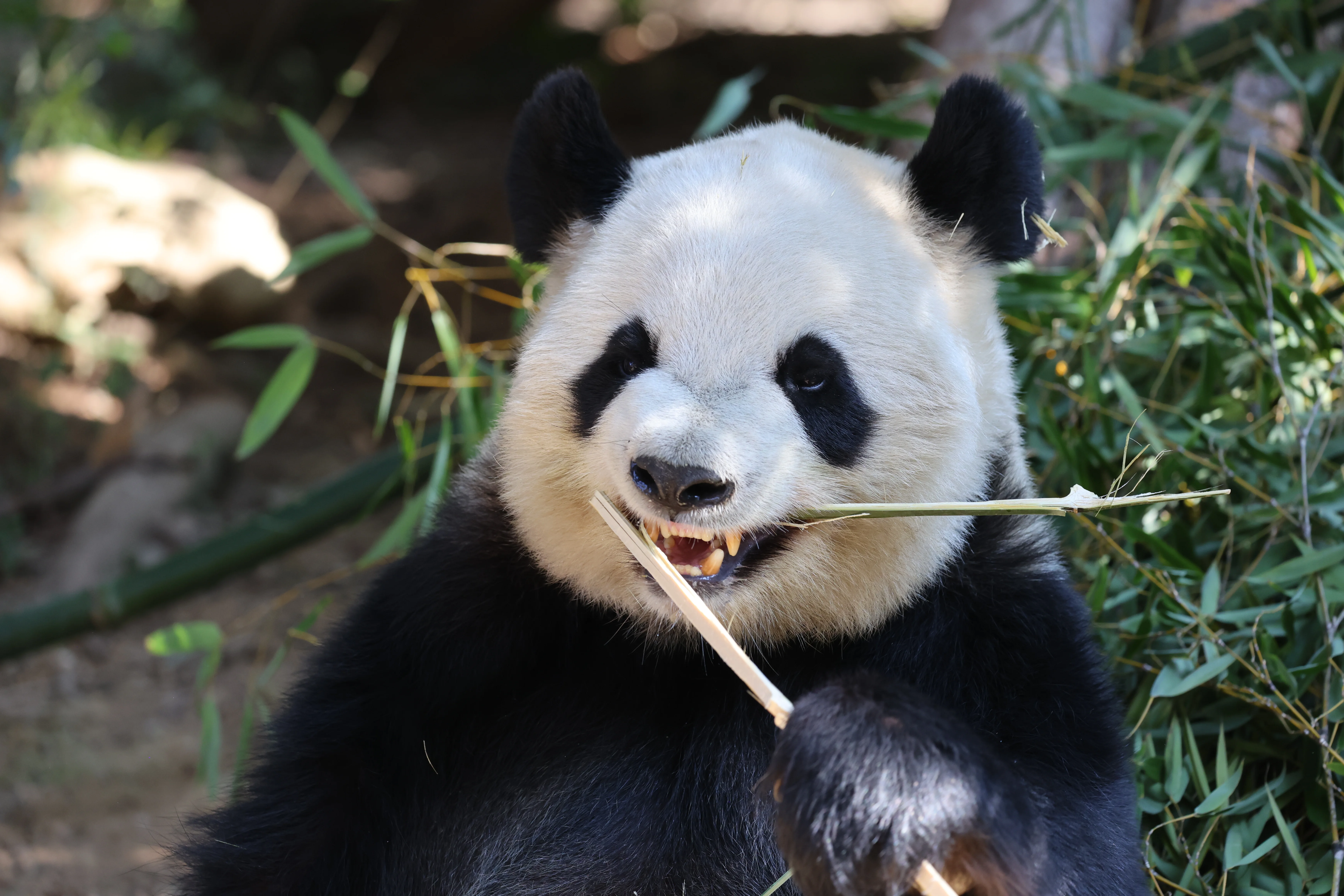 Quanzhou Haisi Safari Park