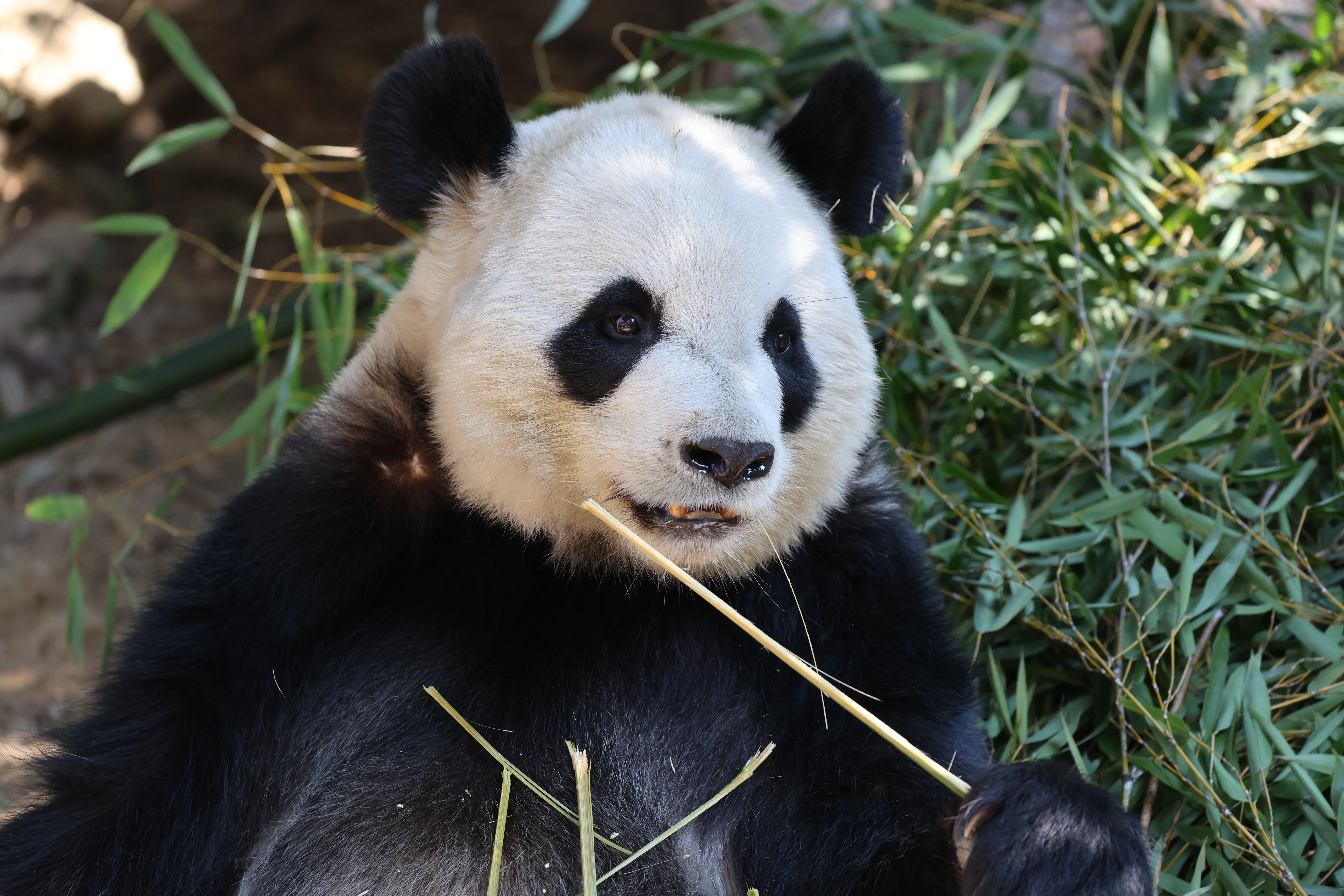 Quanzhou Haisi Safari Park
