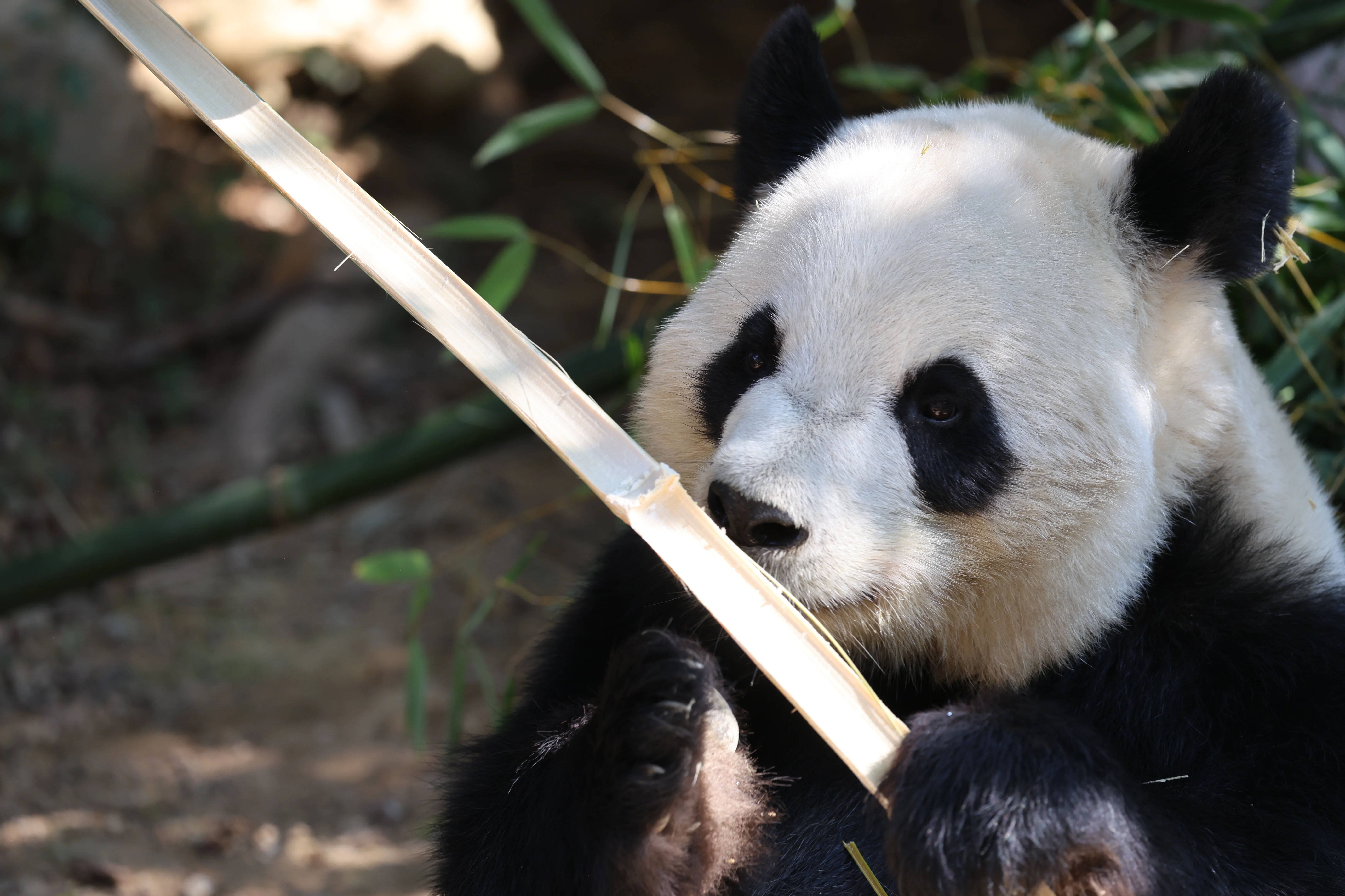 Quanzhou Haisi Safari Park