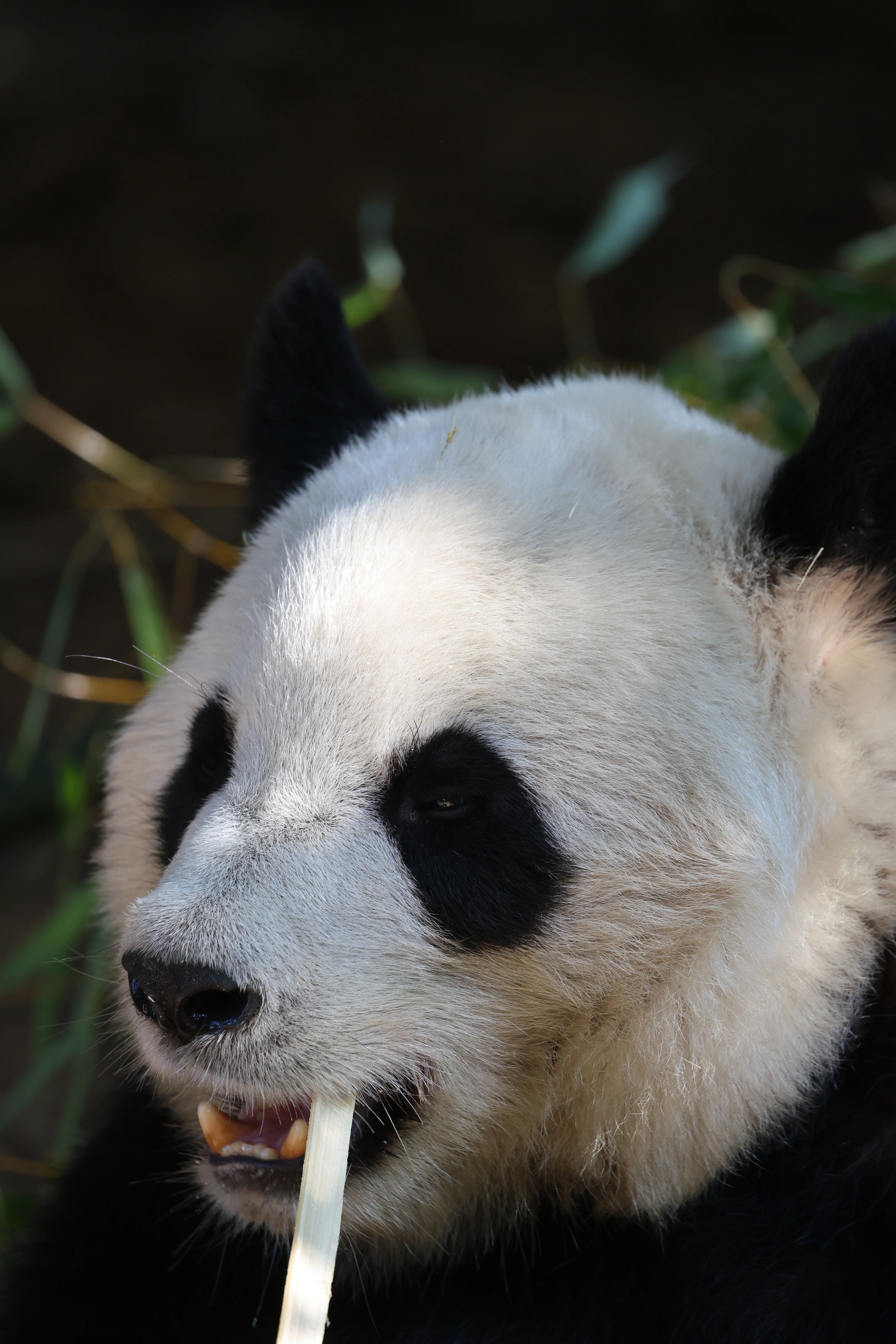 Quanzhou Haisi Safari Park
