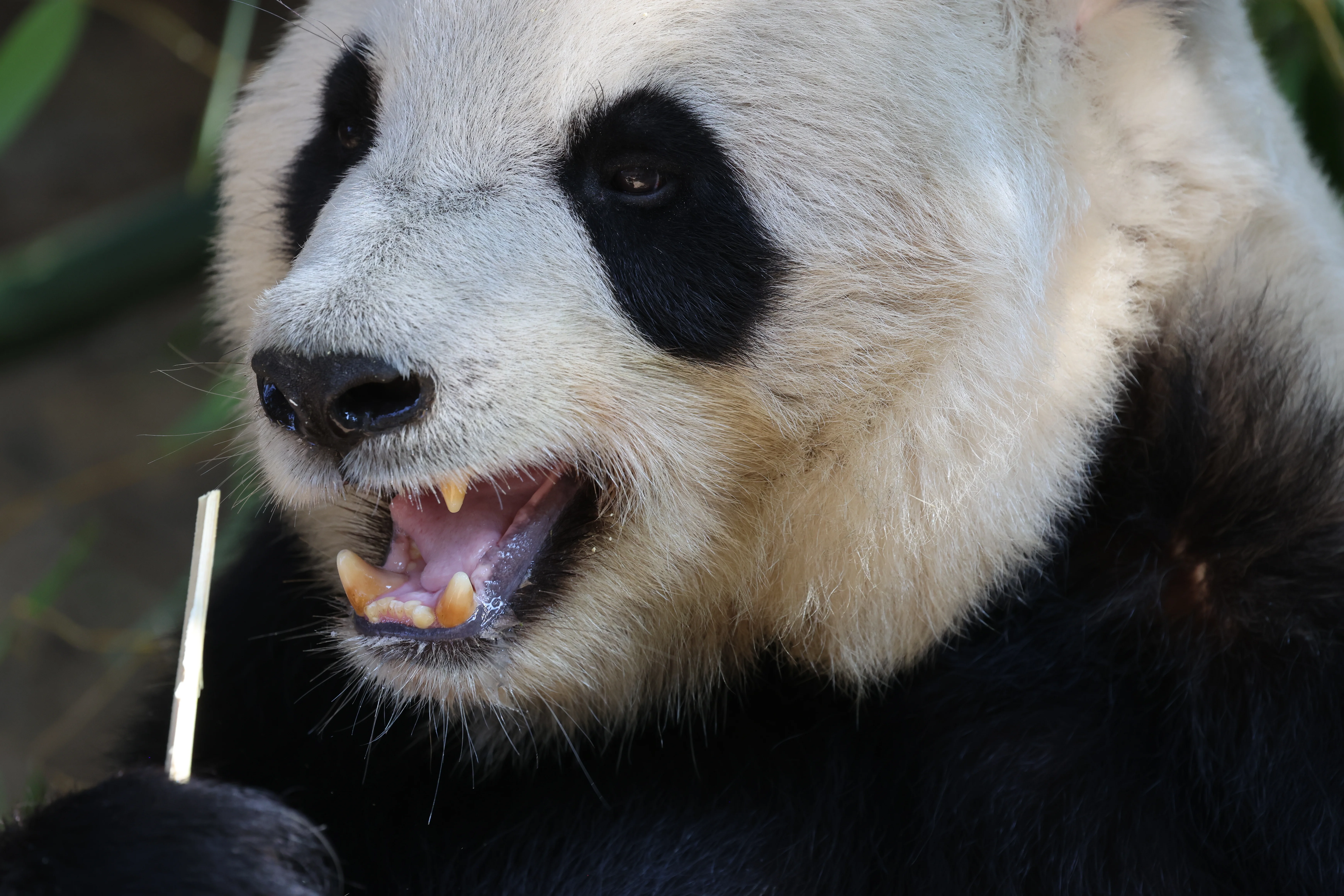 Quanzhou Haisi Safari Park