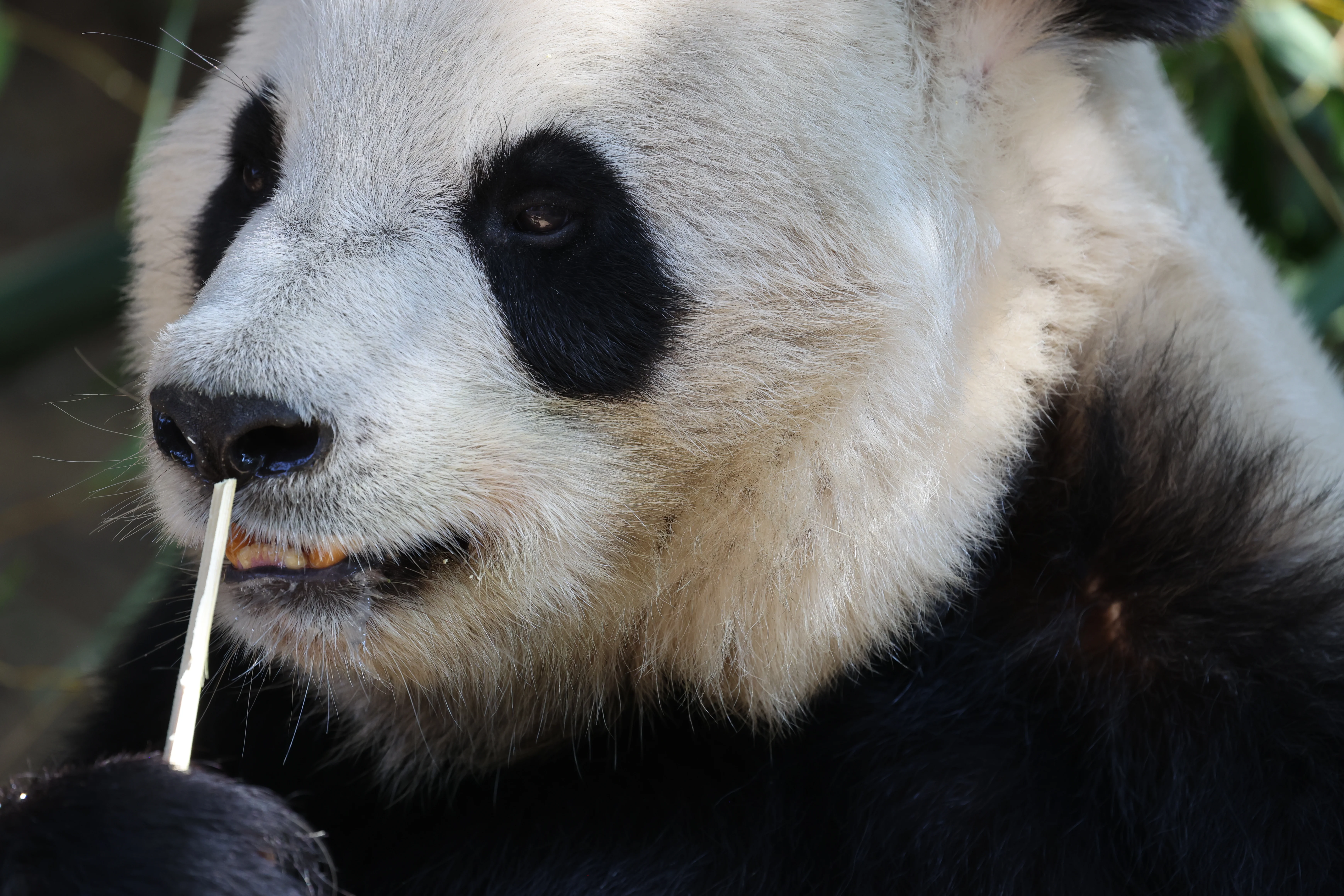 Quanzhou Haisi Safari Park