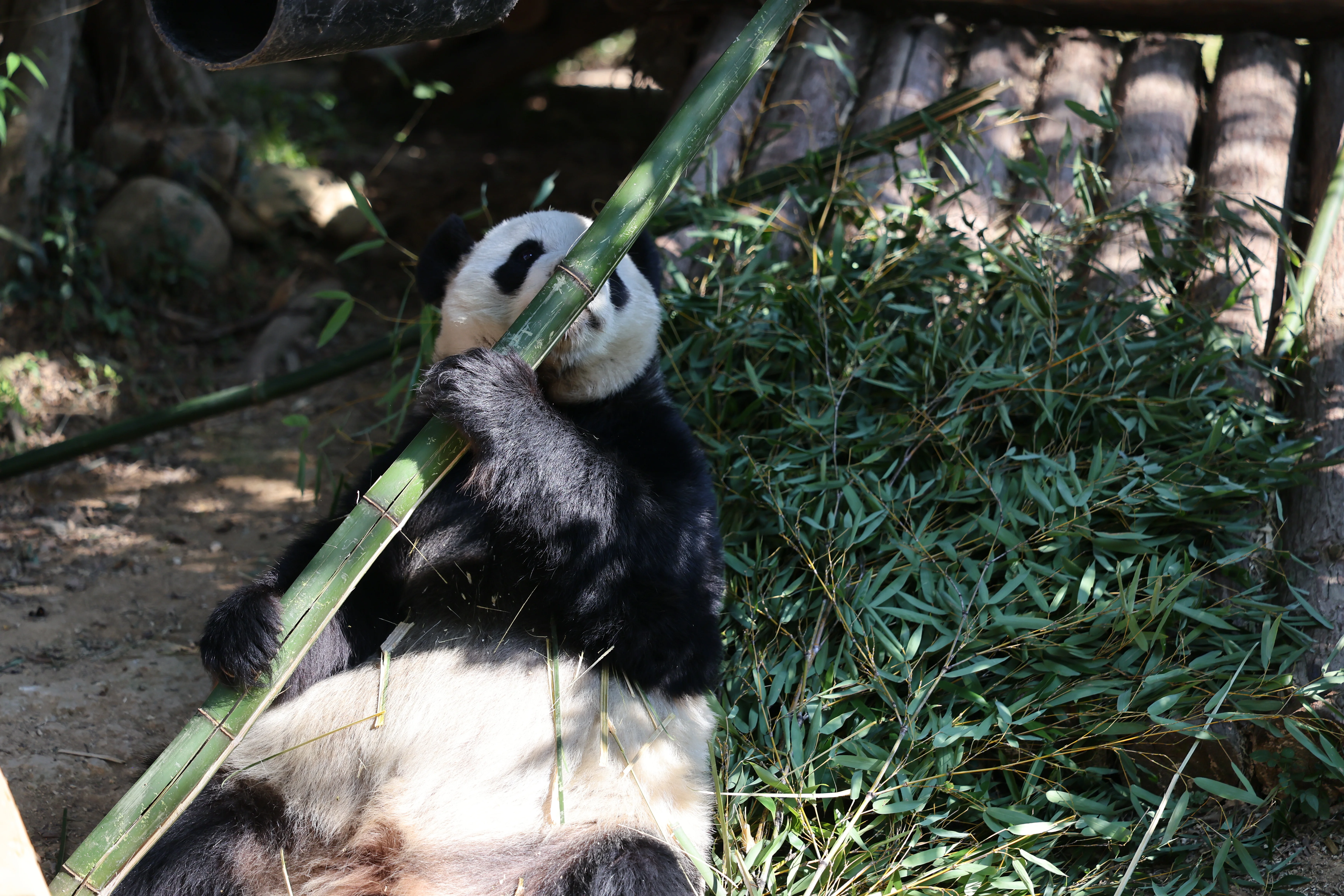 Quanzhou Haisi Safari Park