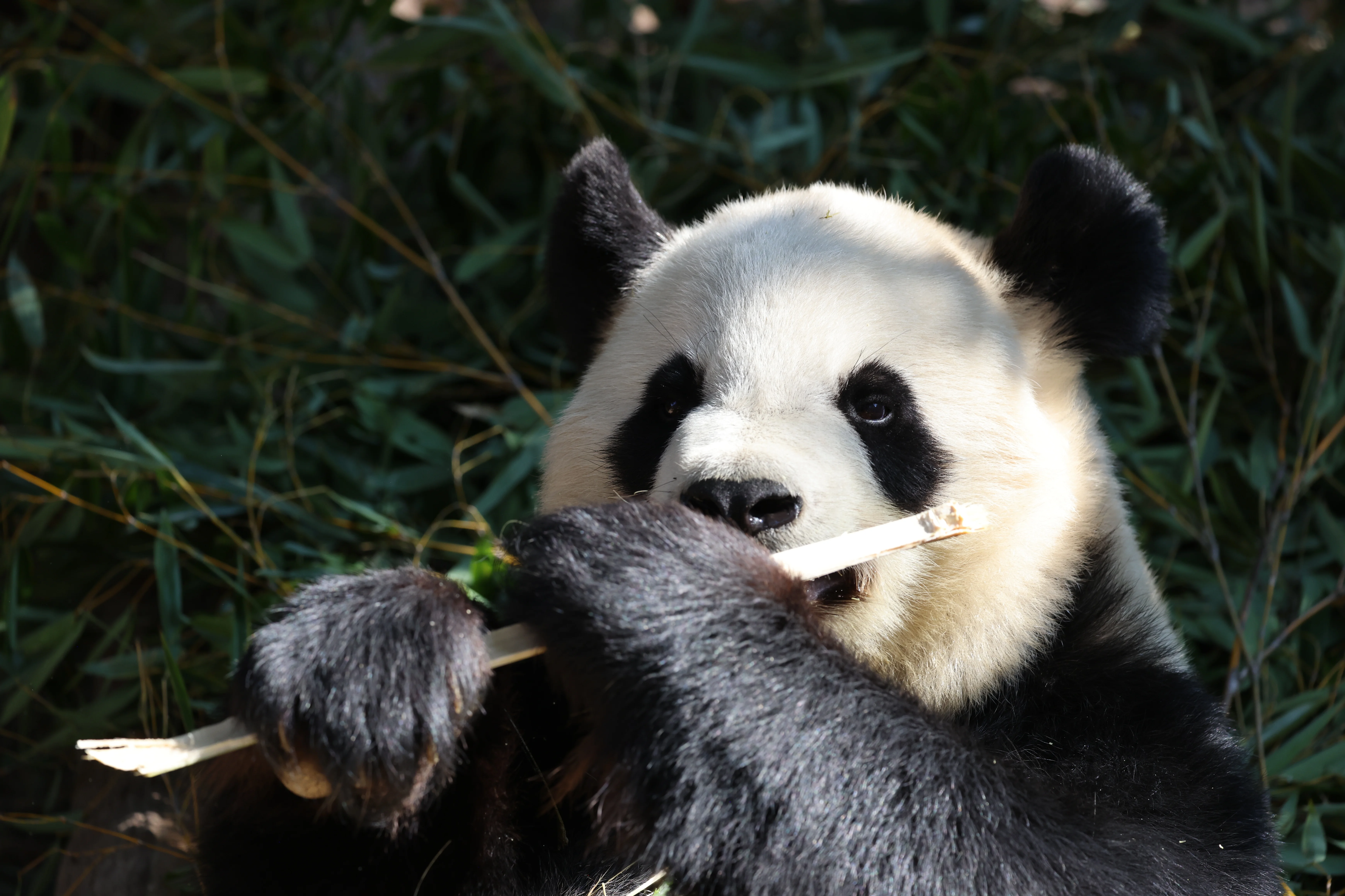 Quanzhou Haisi Safari Park