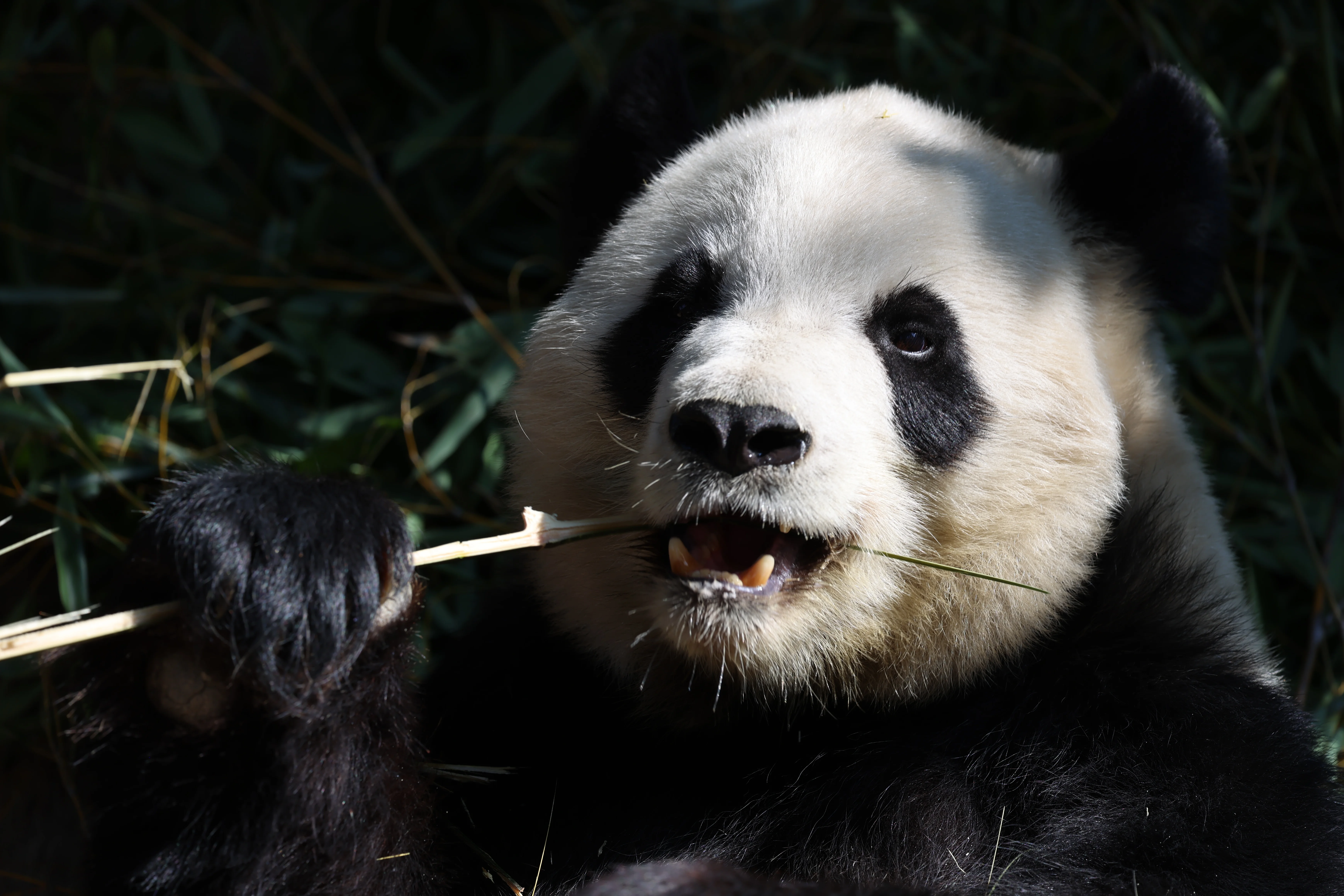 Quanzhou Haisi Safari Park