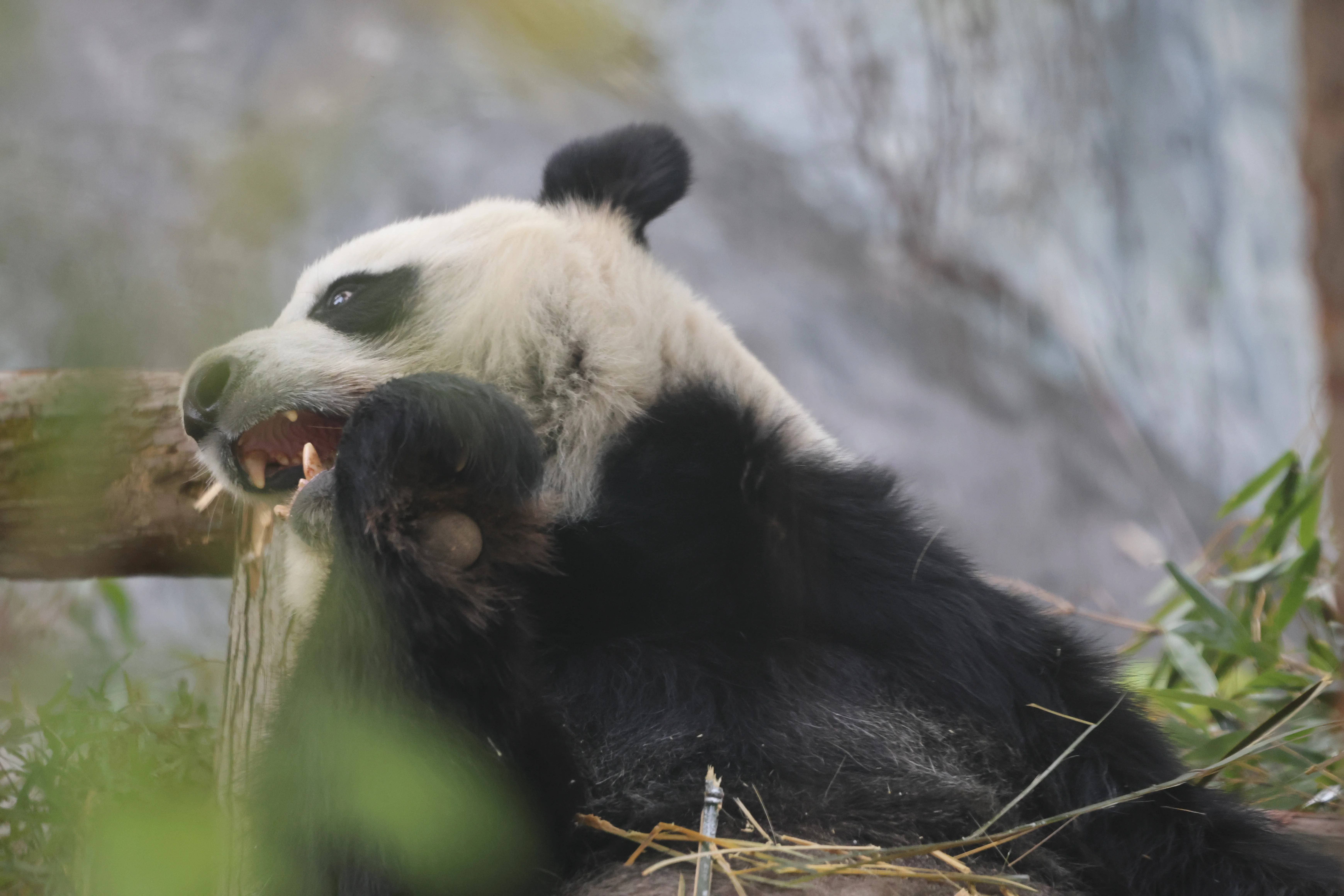 Quanzhou Haisi Safari Park