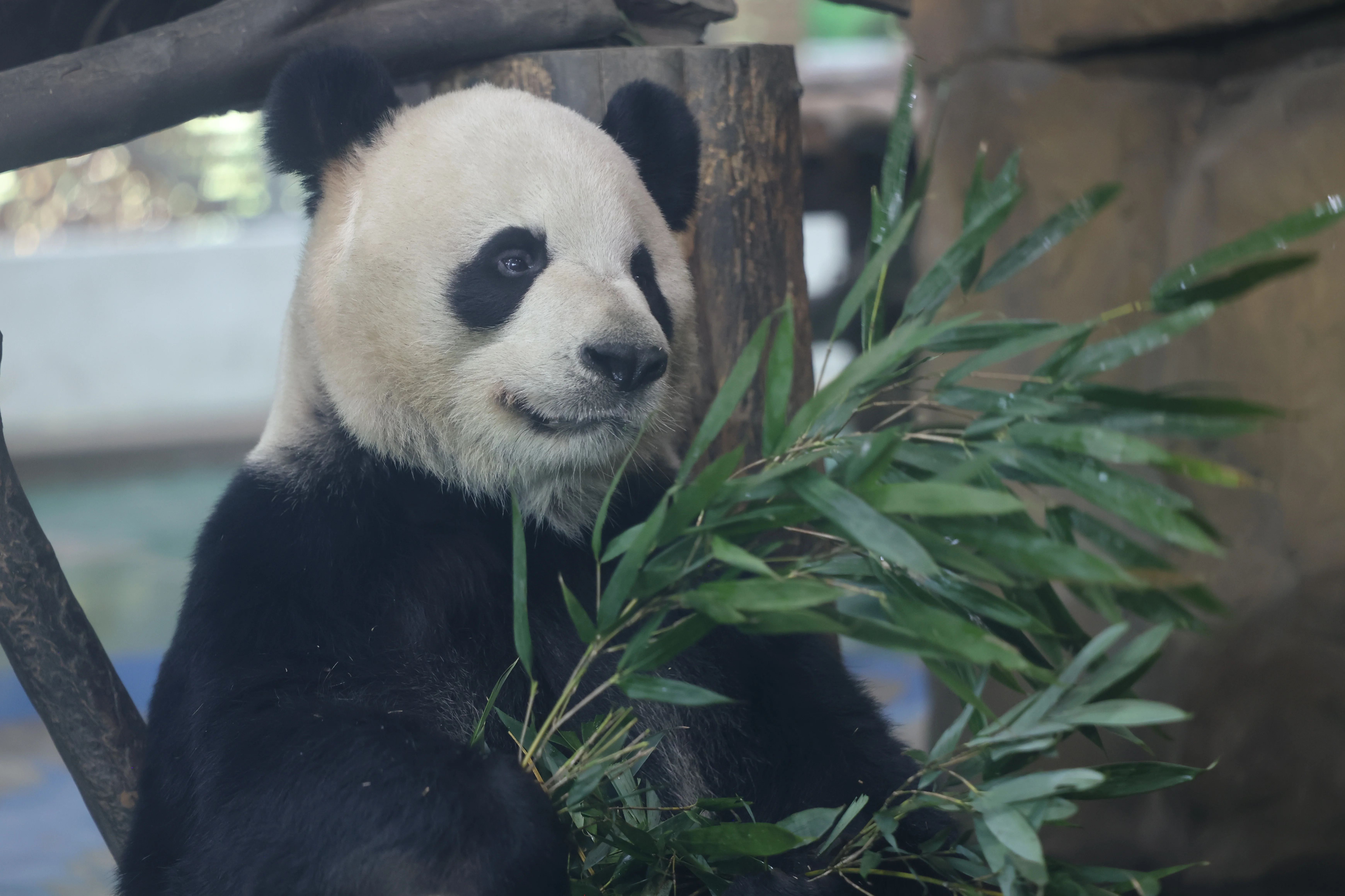 Chengdu Zoo