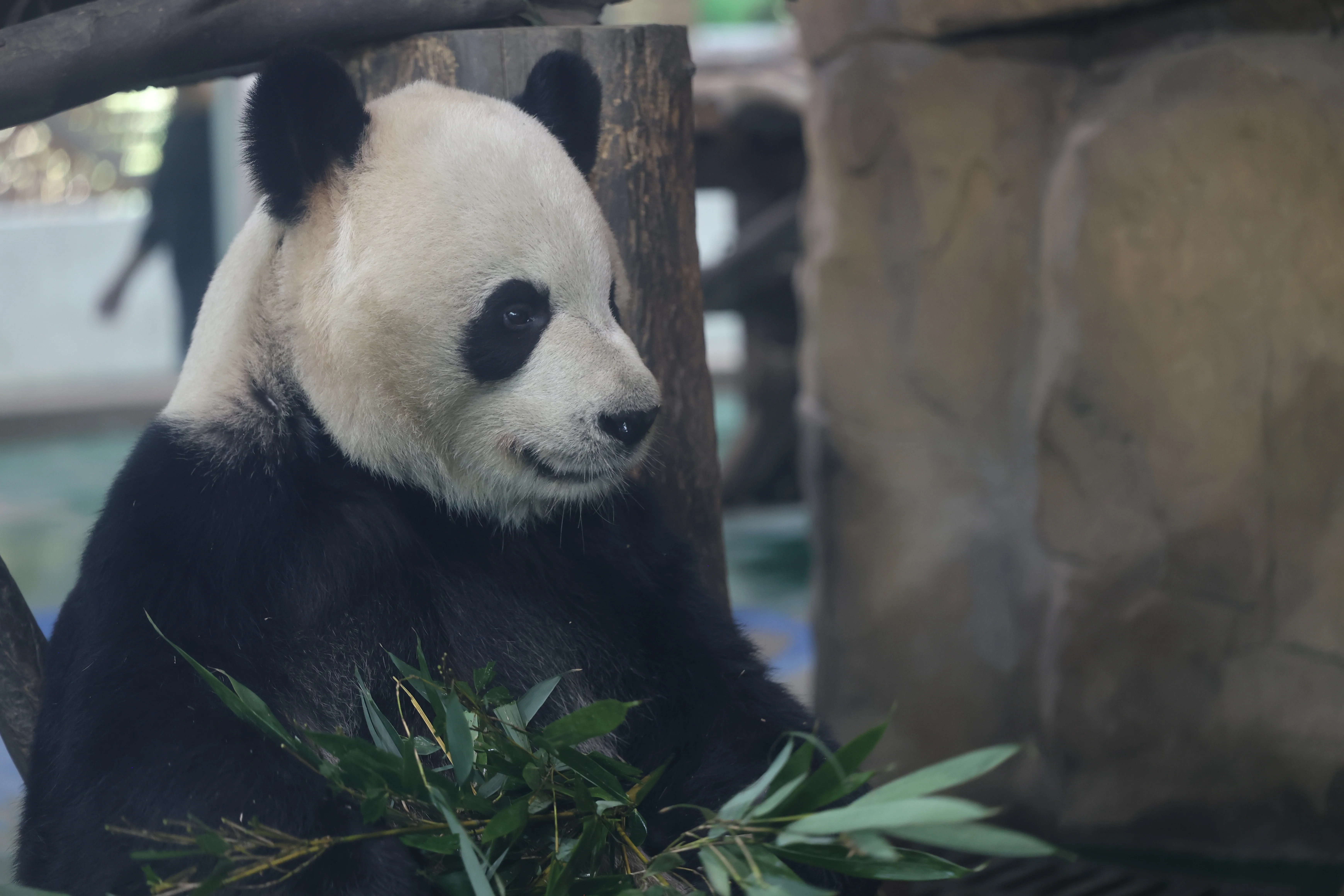 Chengdu Zoo