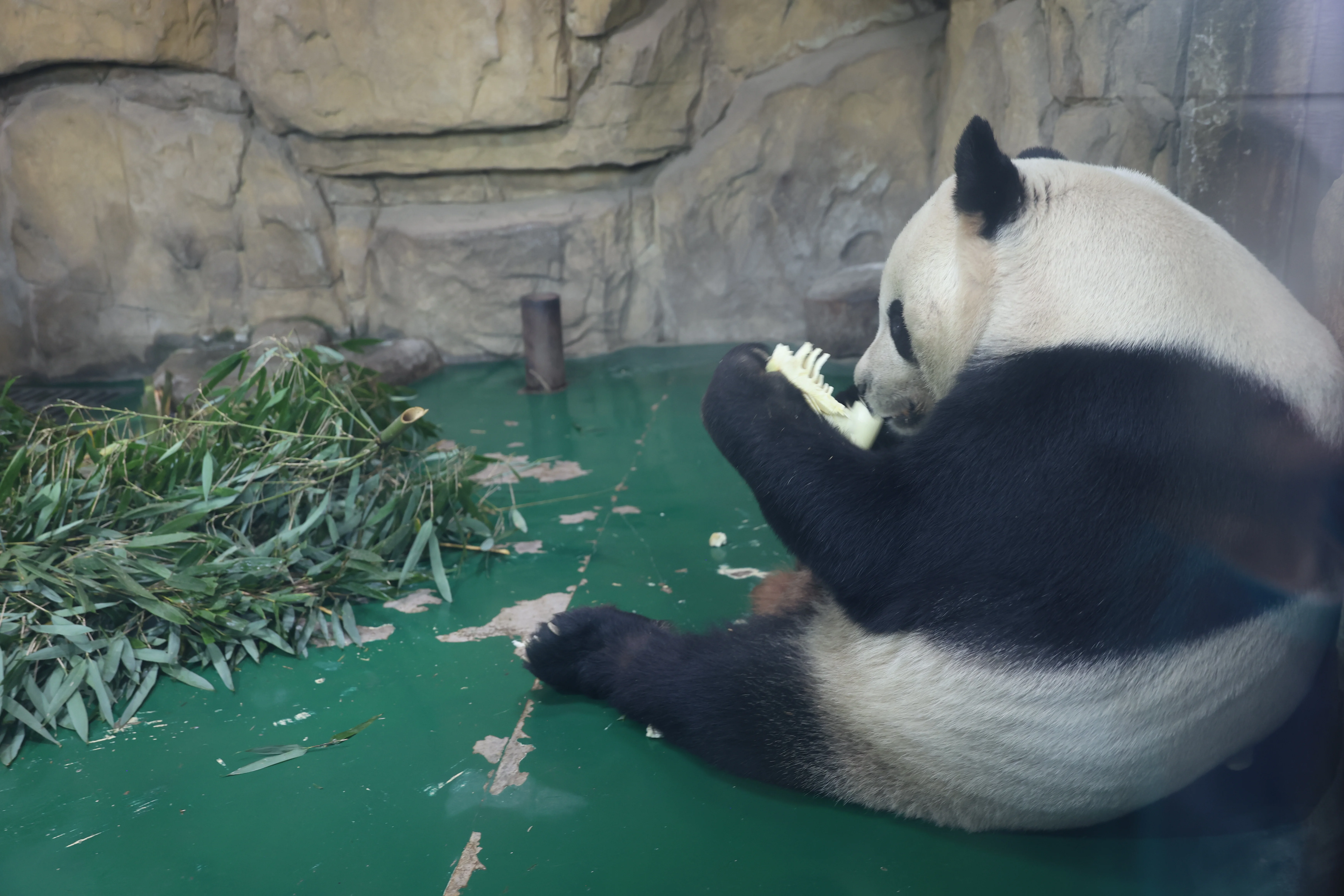 Chengdu Zoo