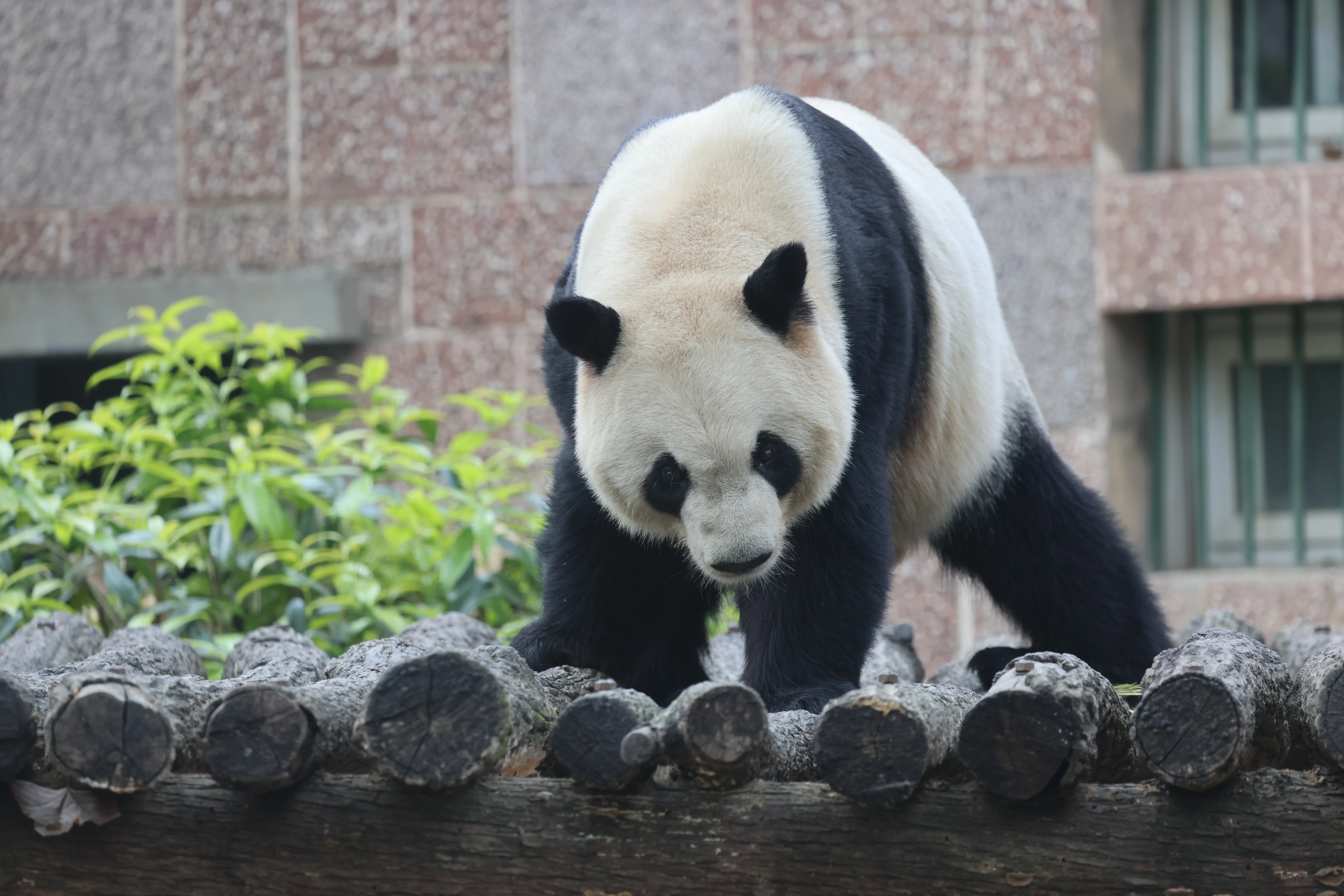 Chengdu Zoo