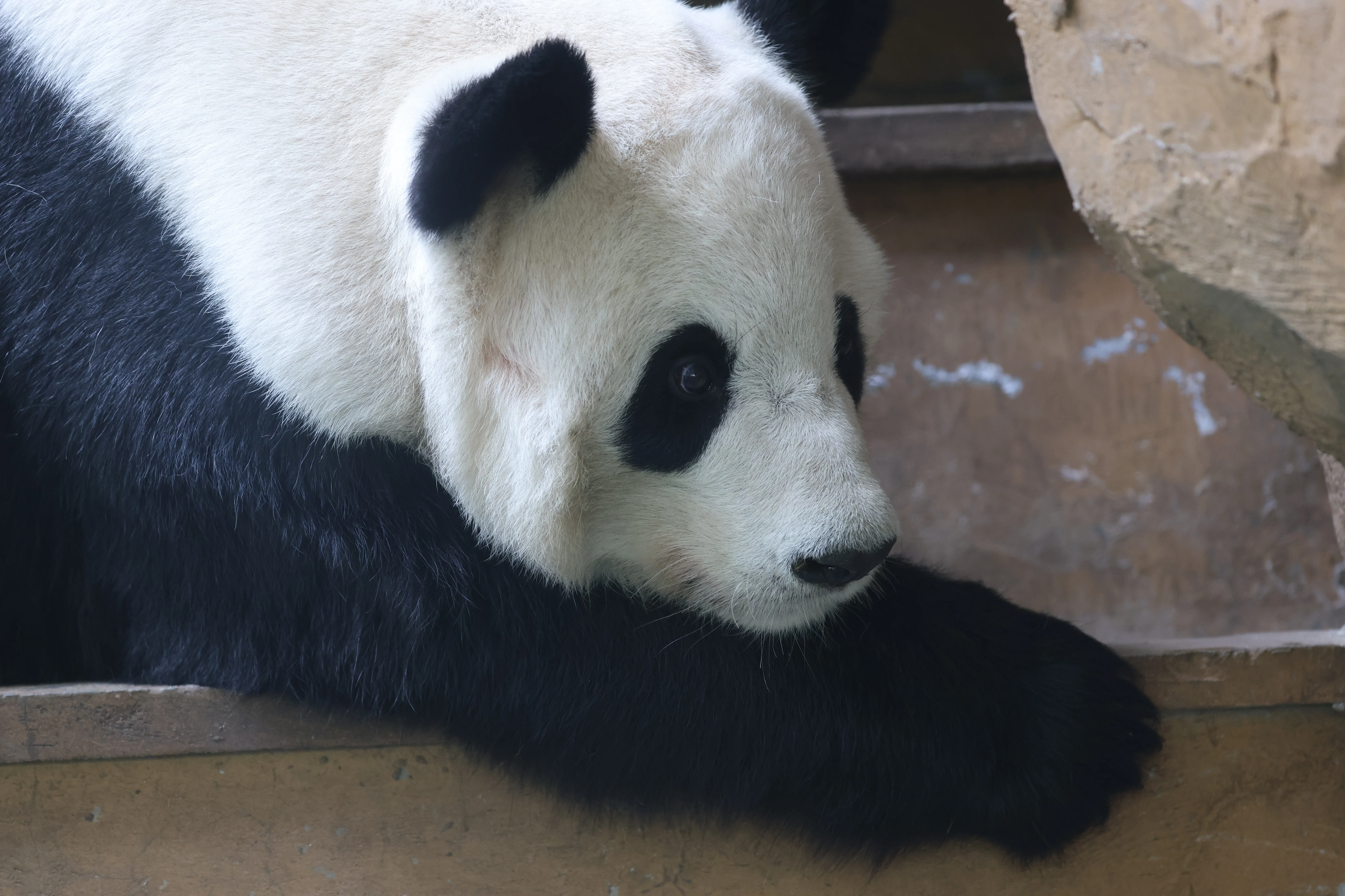 Chengdu Zoo