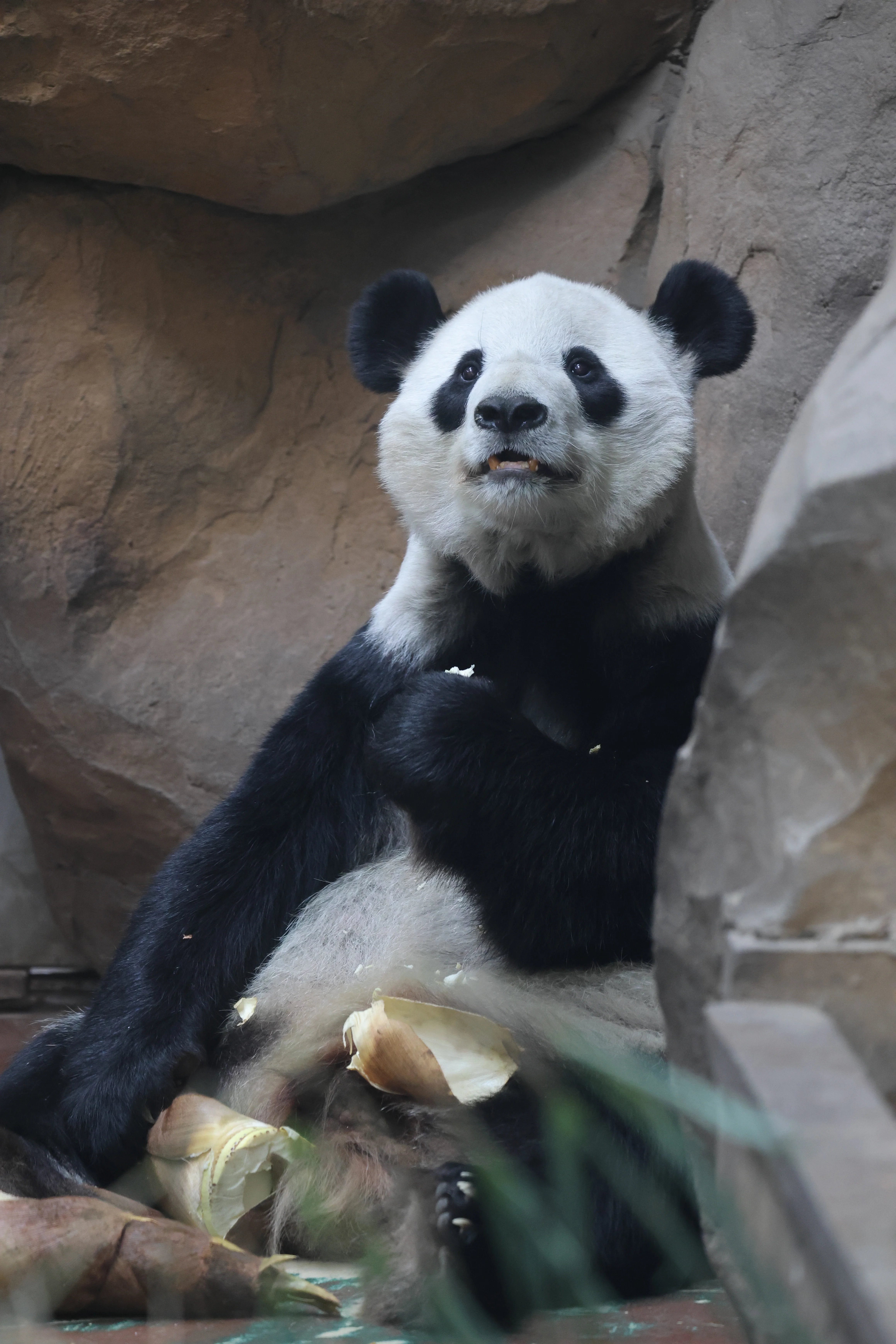 Chengdu Zoo