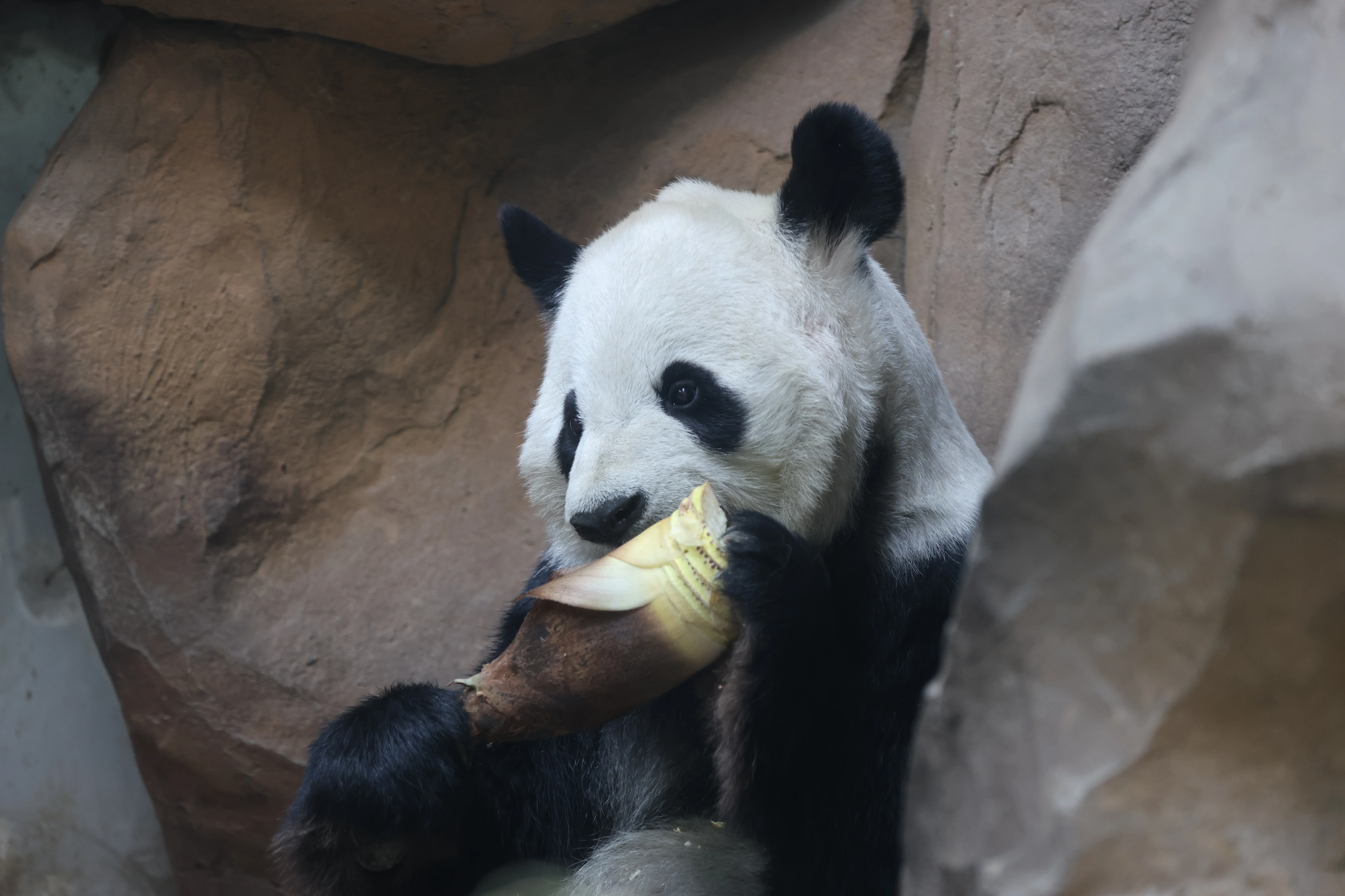 Chengdu Zoo