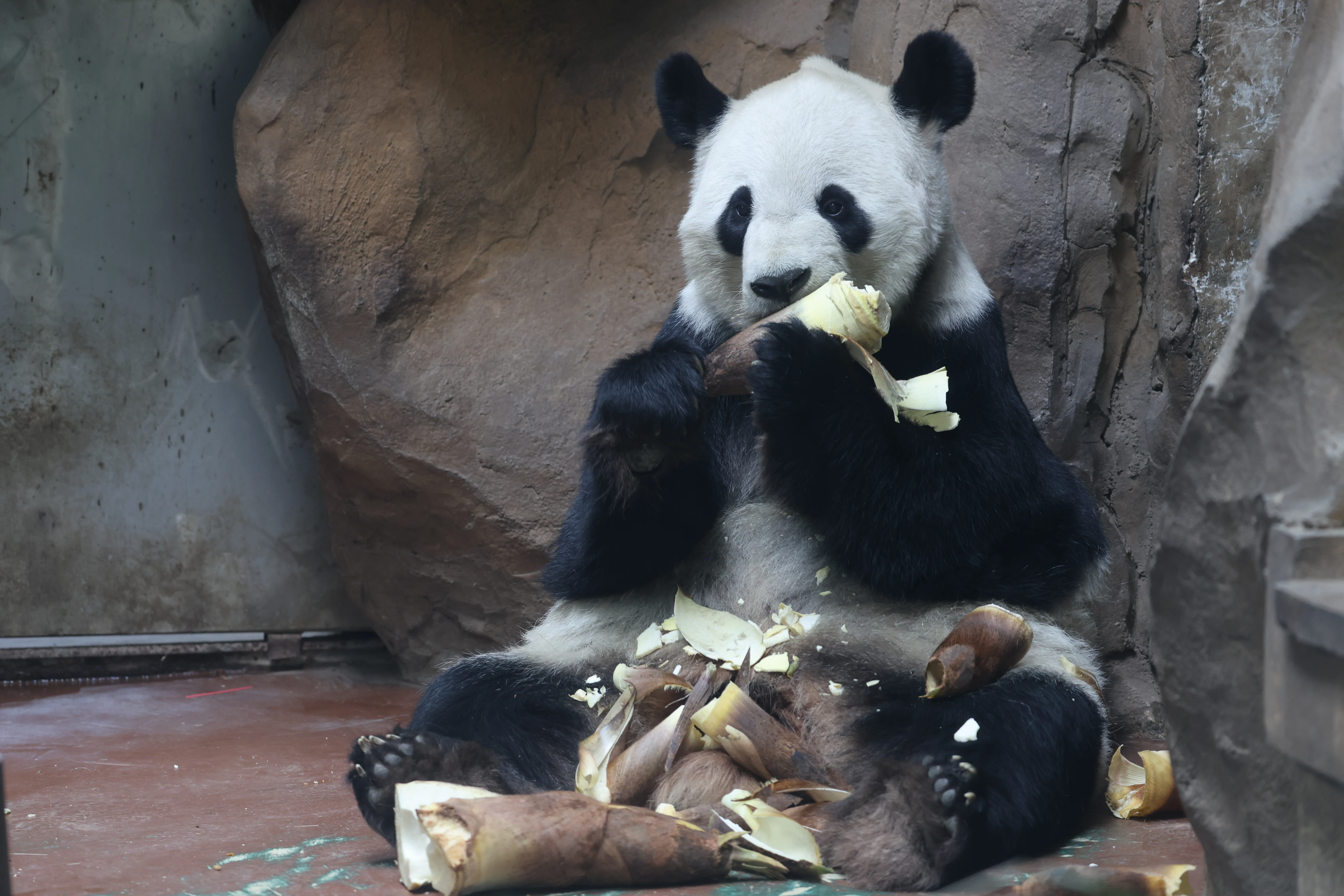 Chengdu Zoo