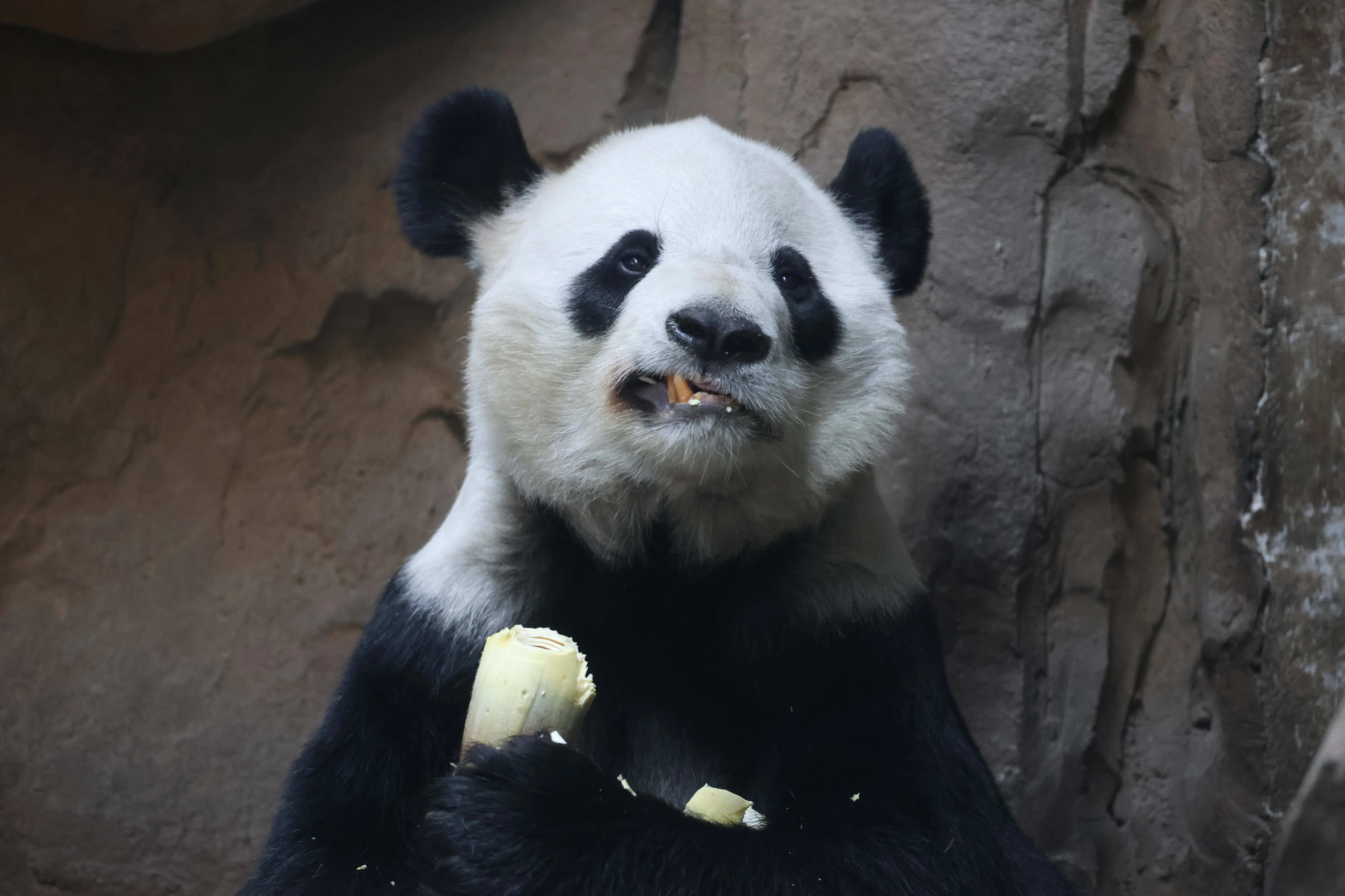 Chengdu Zoo