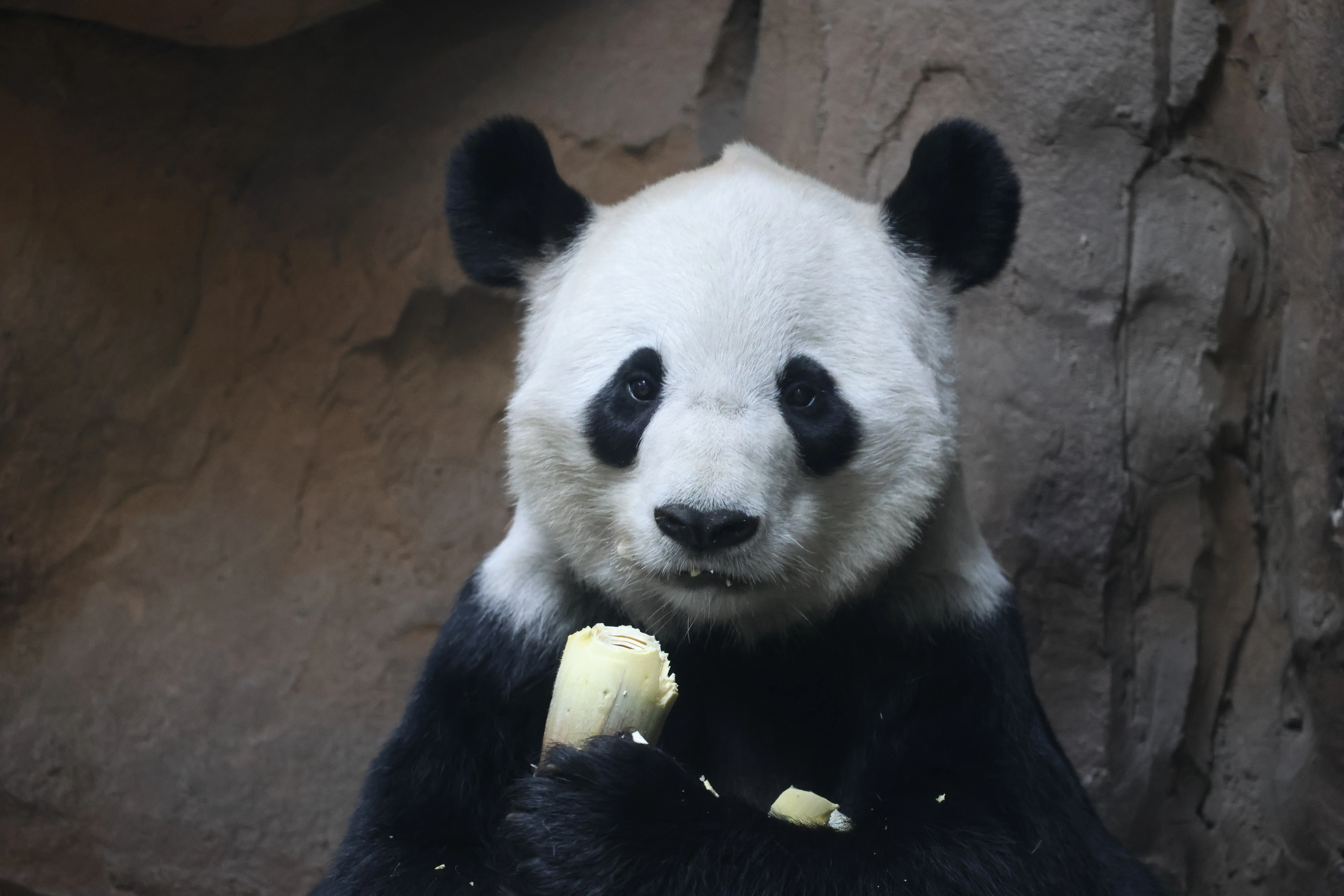 Chengdu Zoo