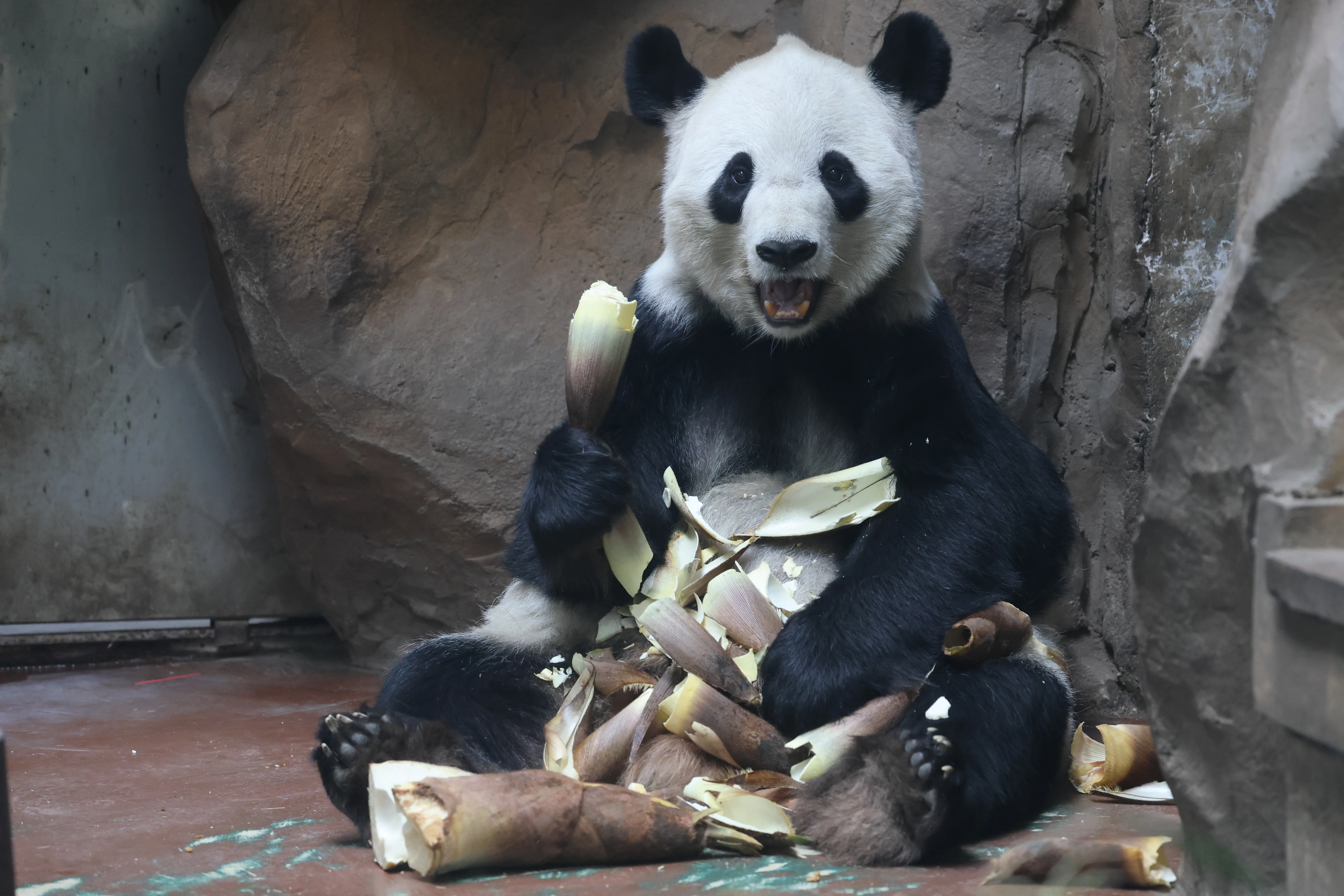 Chengdu Zoo
