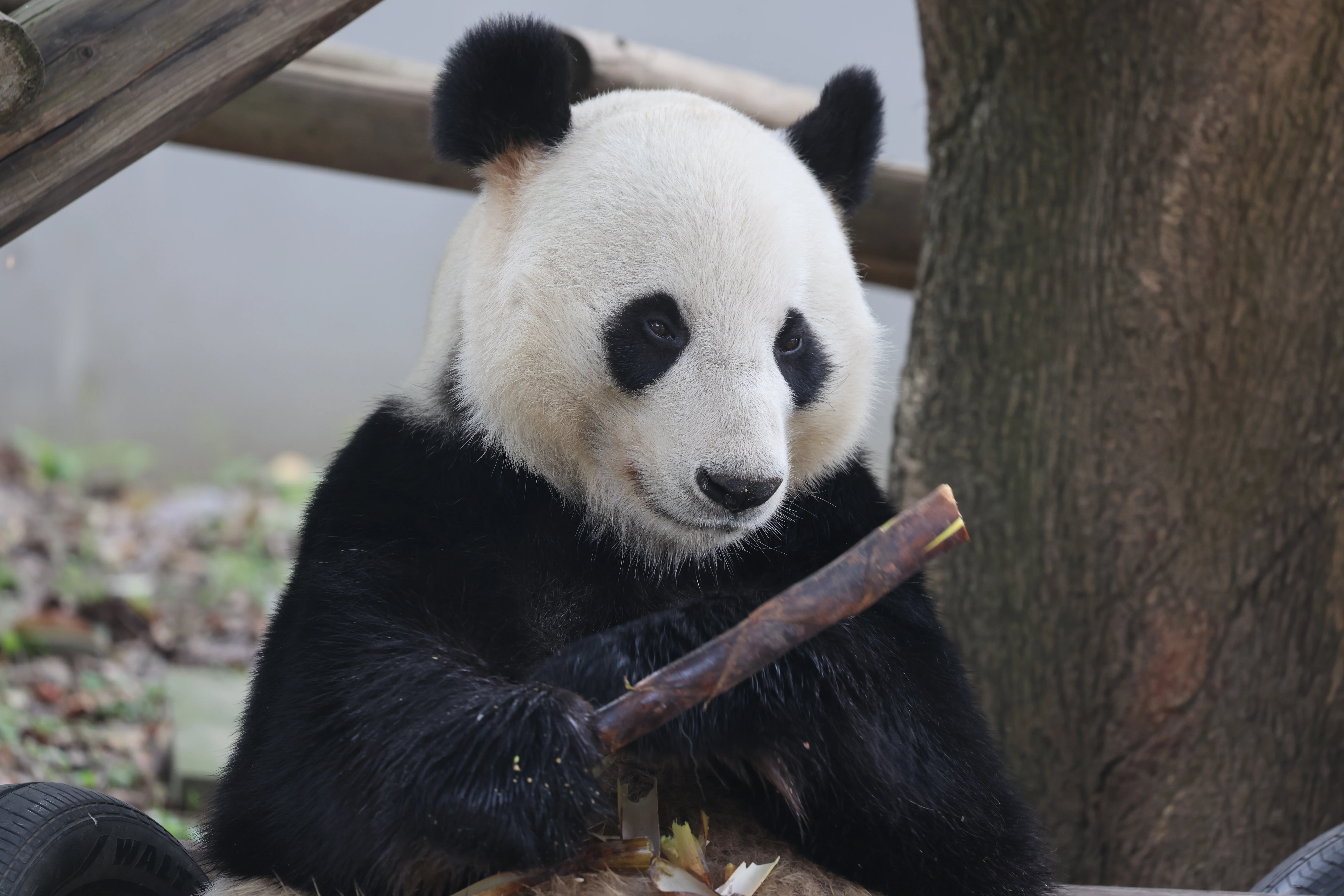 China Bamboo Art City