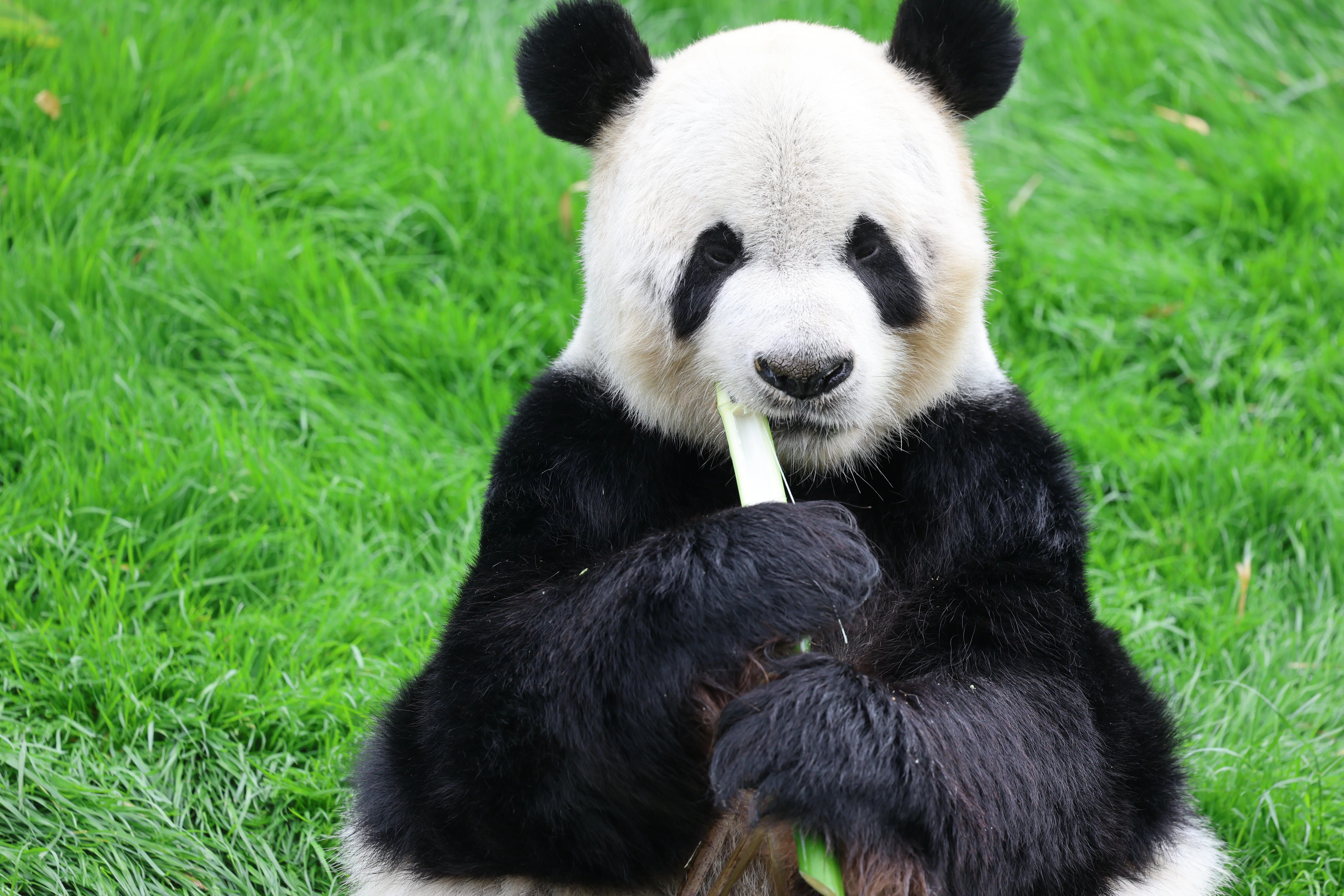 Pairi Daiza
