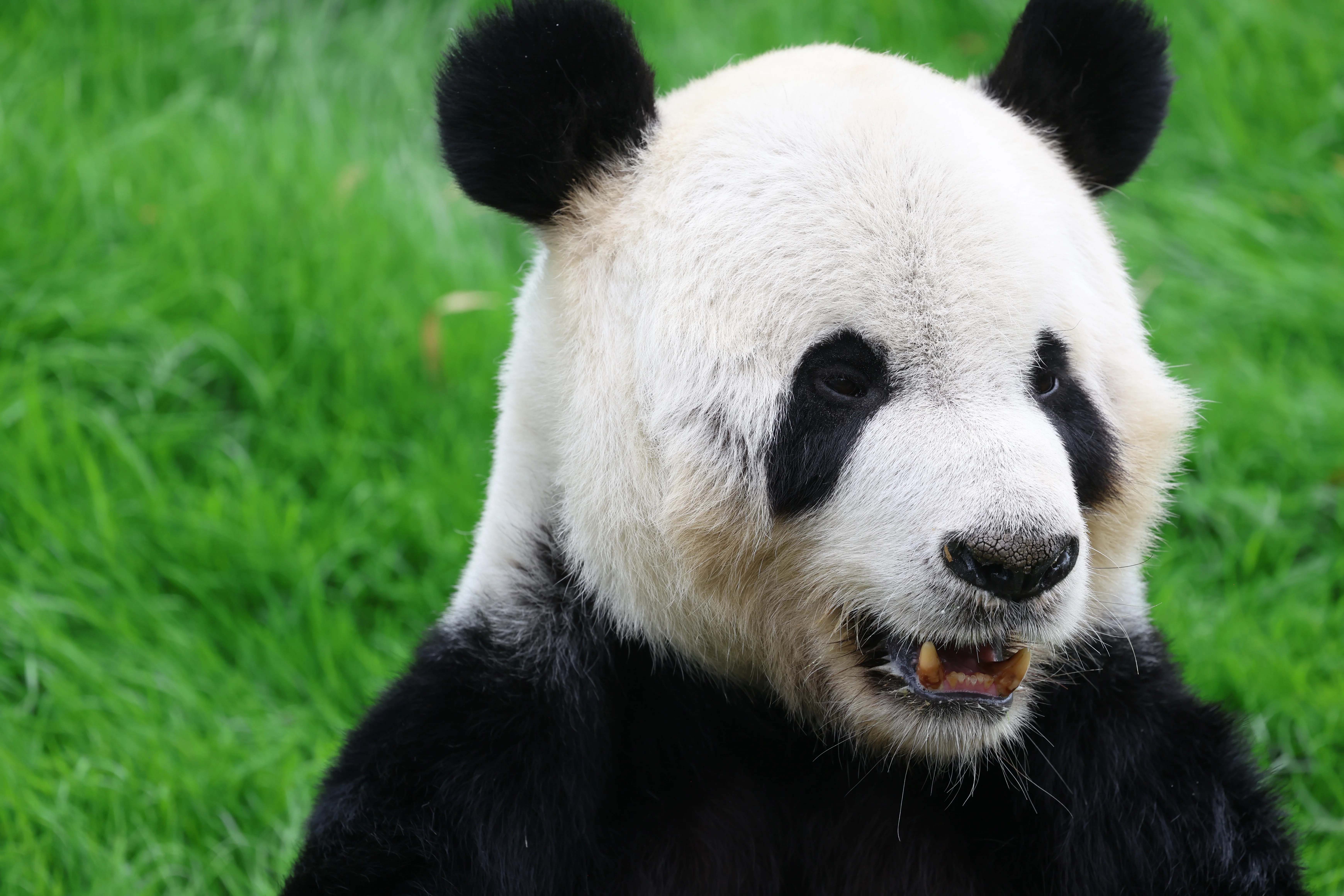 Pairi Daiza