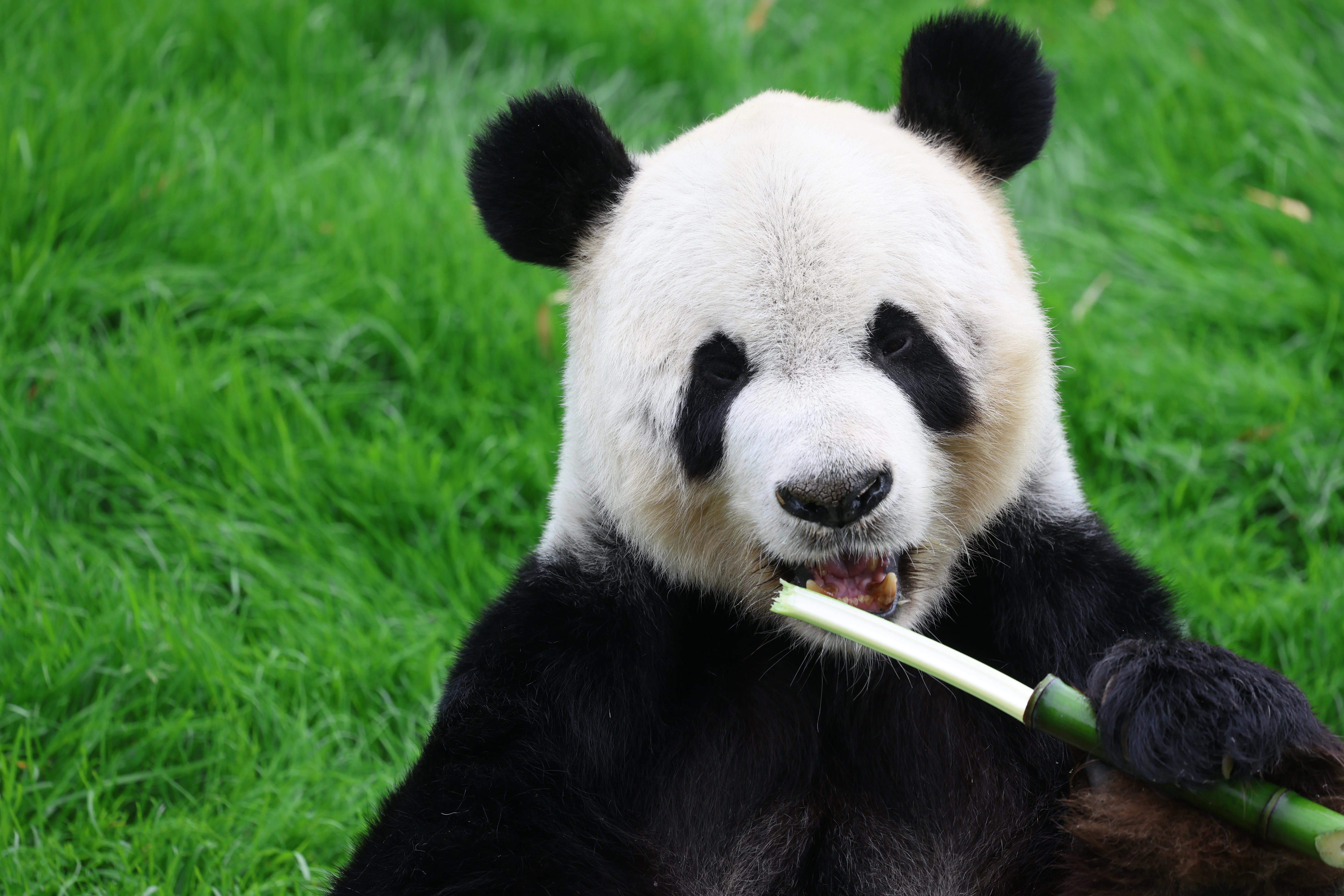 Pairi Daiza