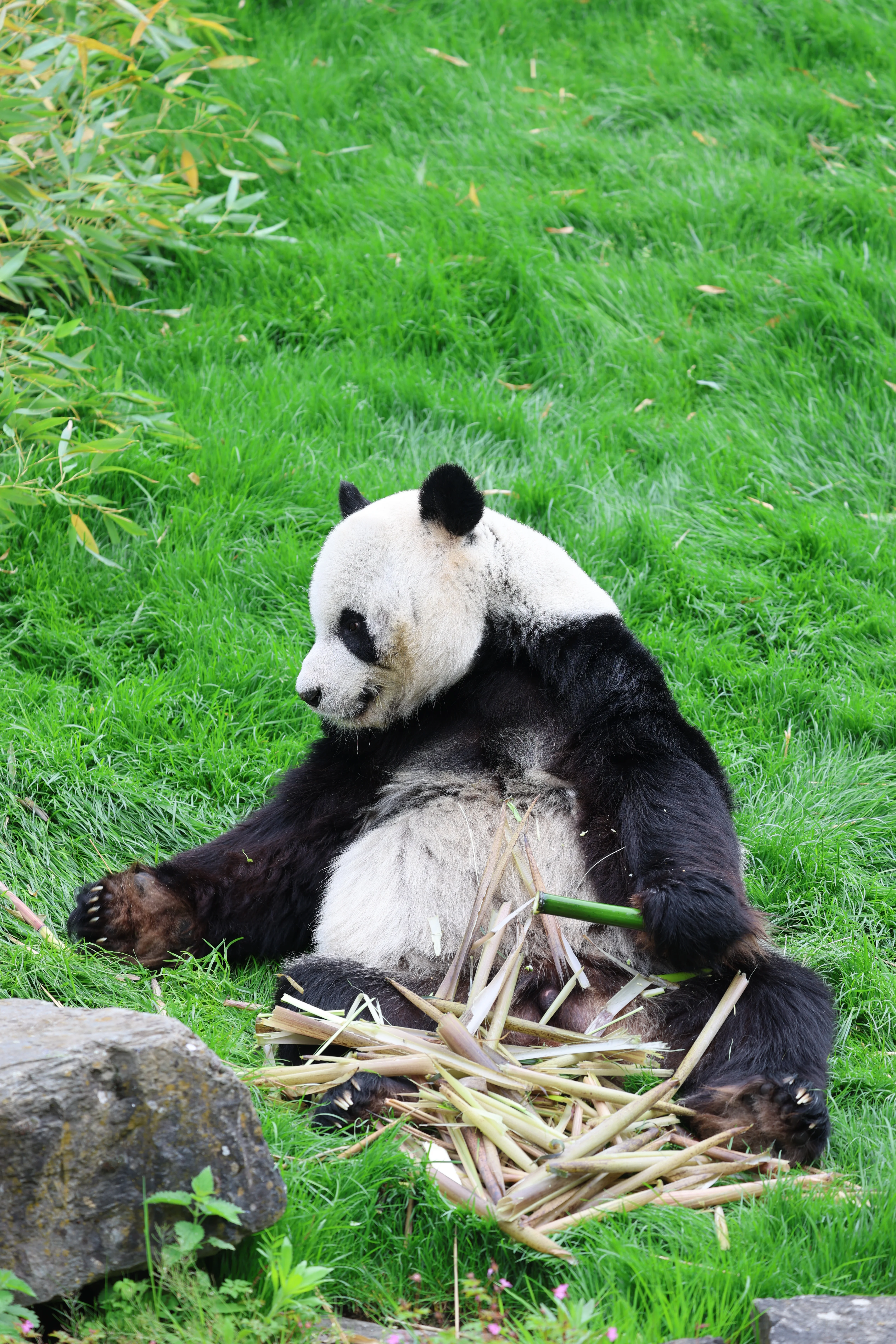 Pairi Daiza
