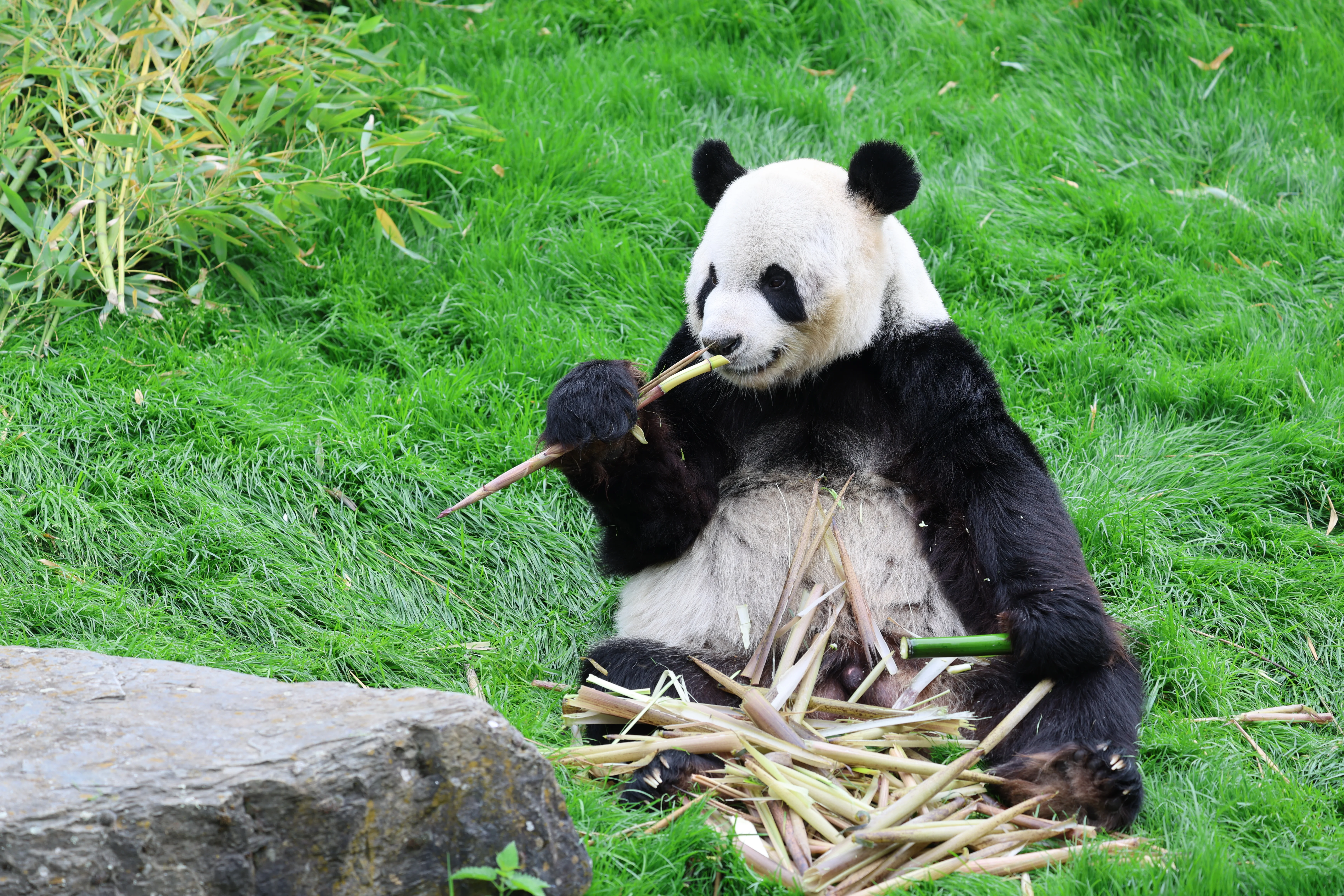 Pairi Daiza