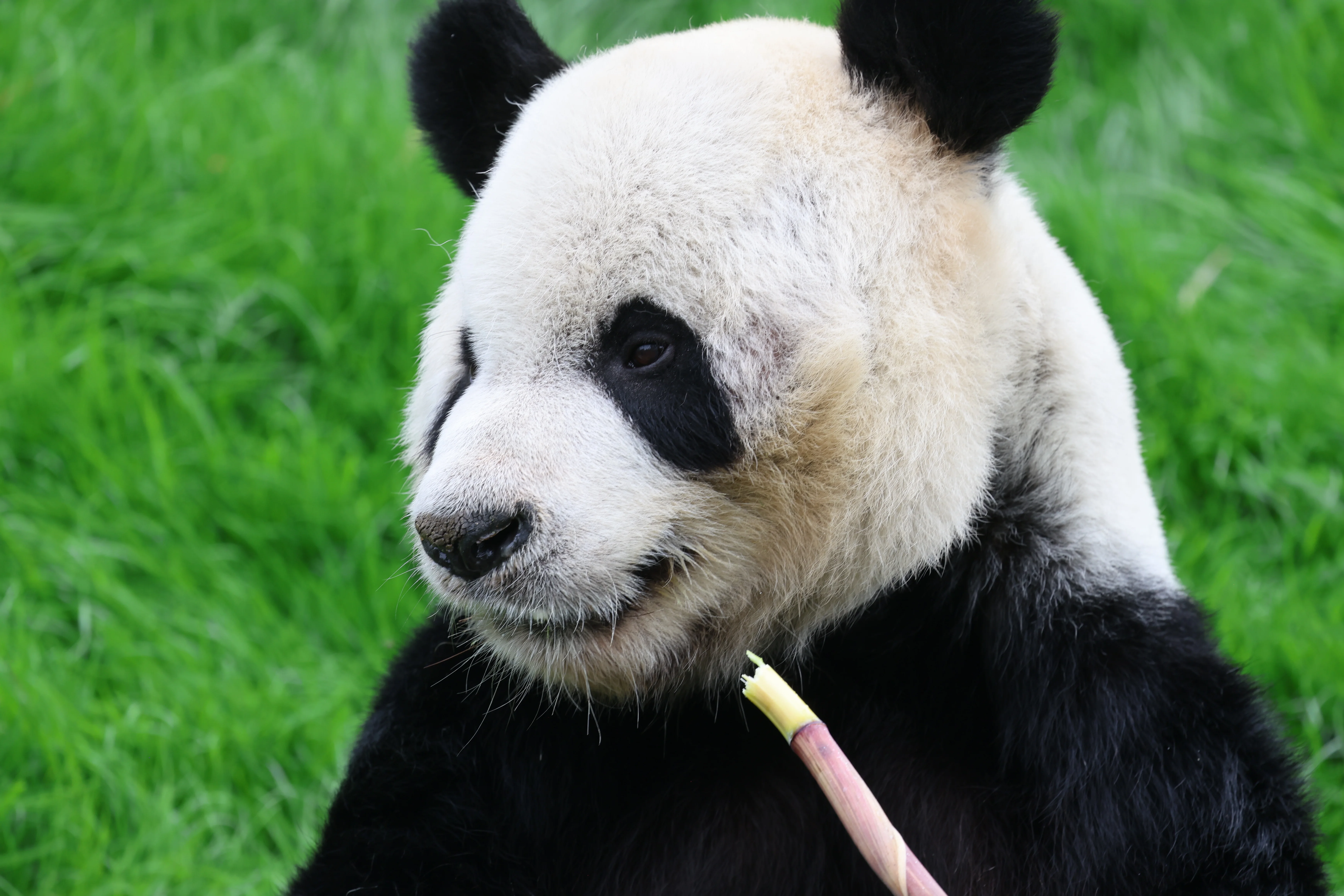 Pairi Daiza