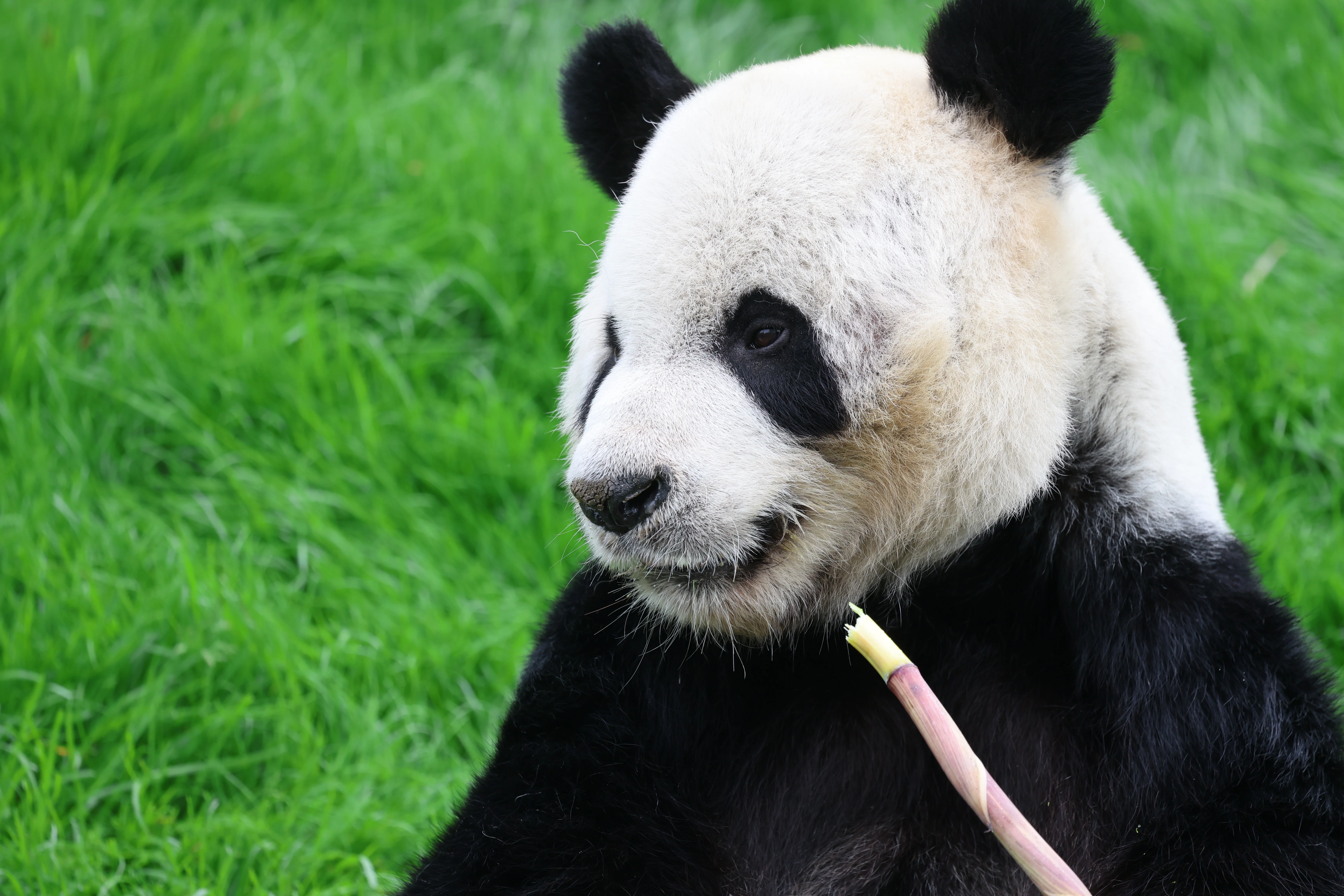Pairi Daiza