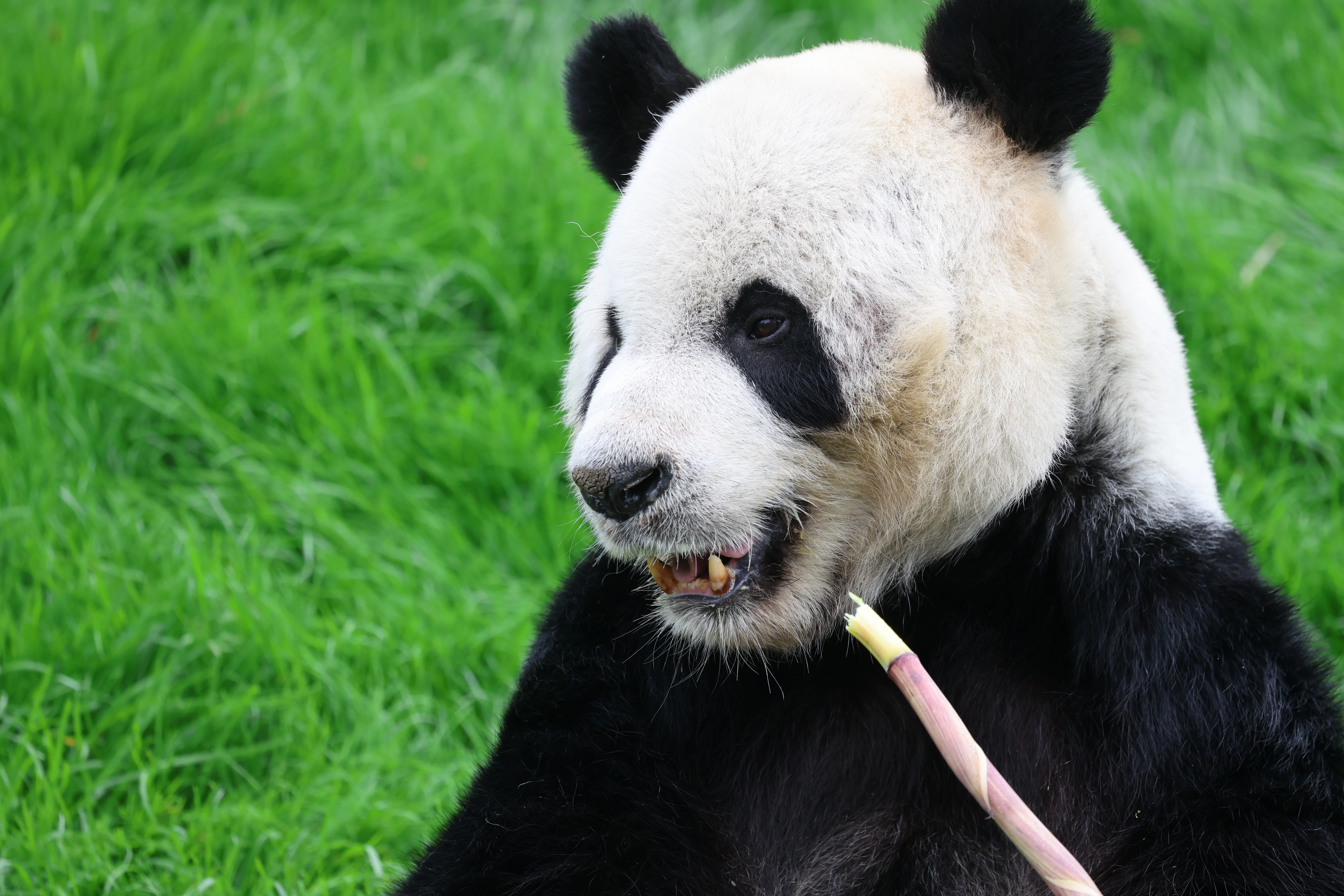 Pairi Daiza
