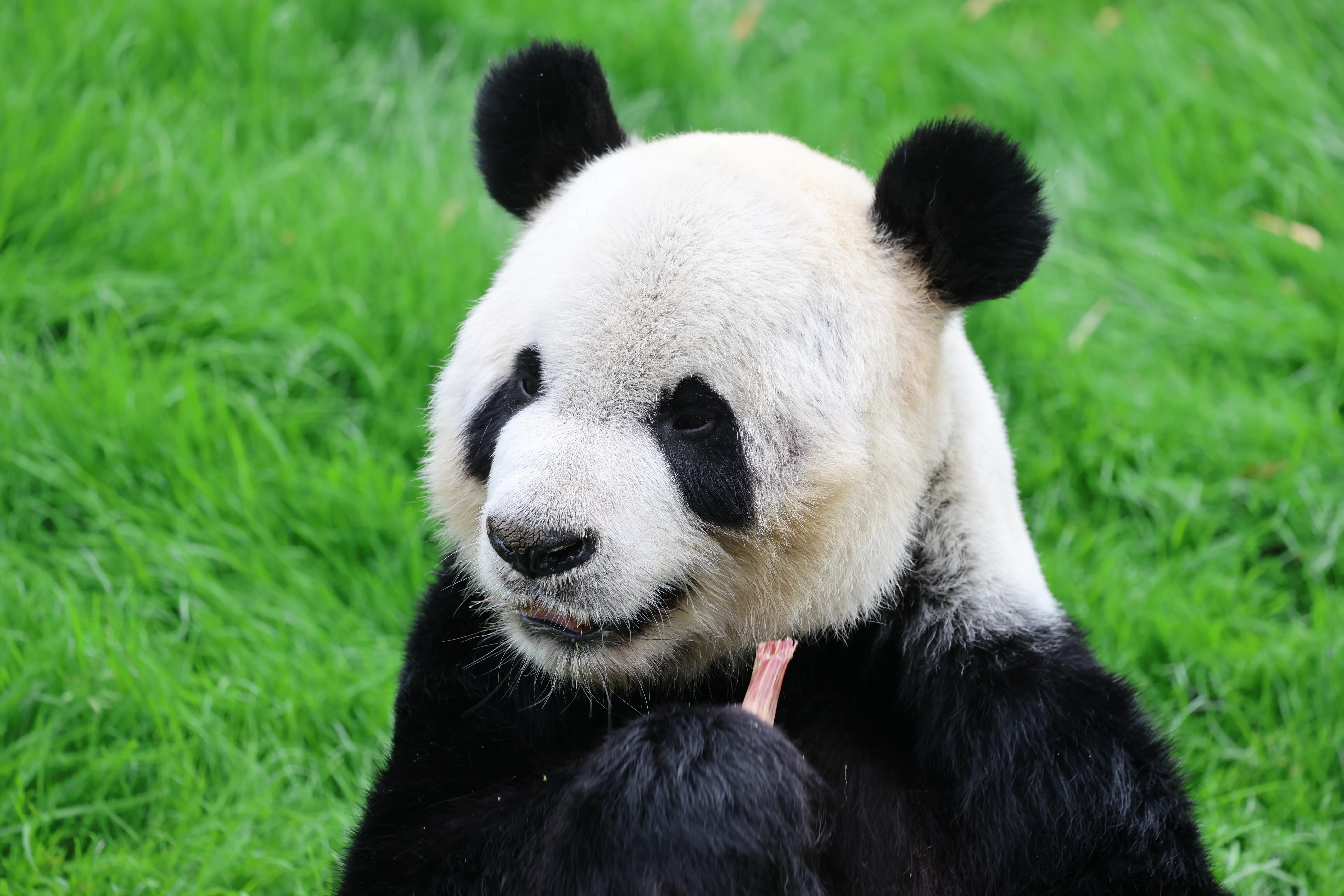 Pairi Daiza