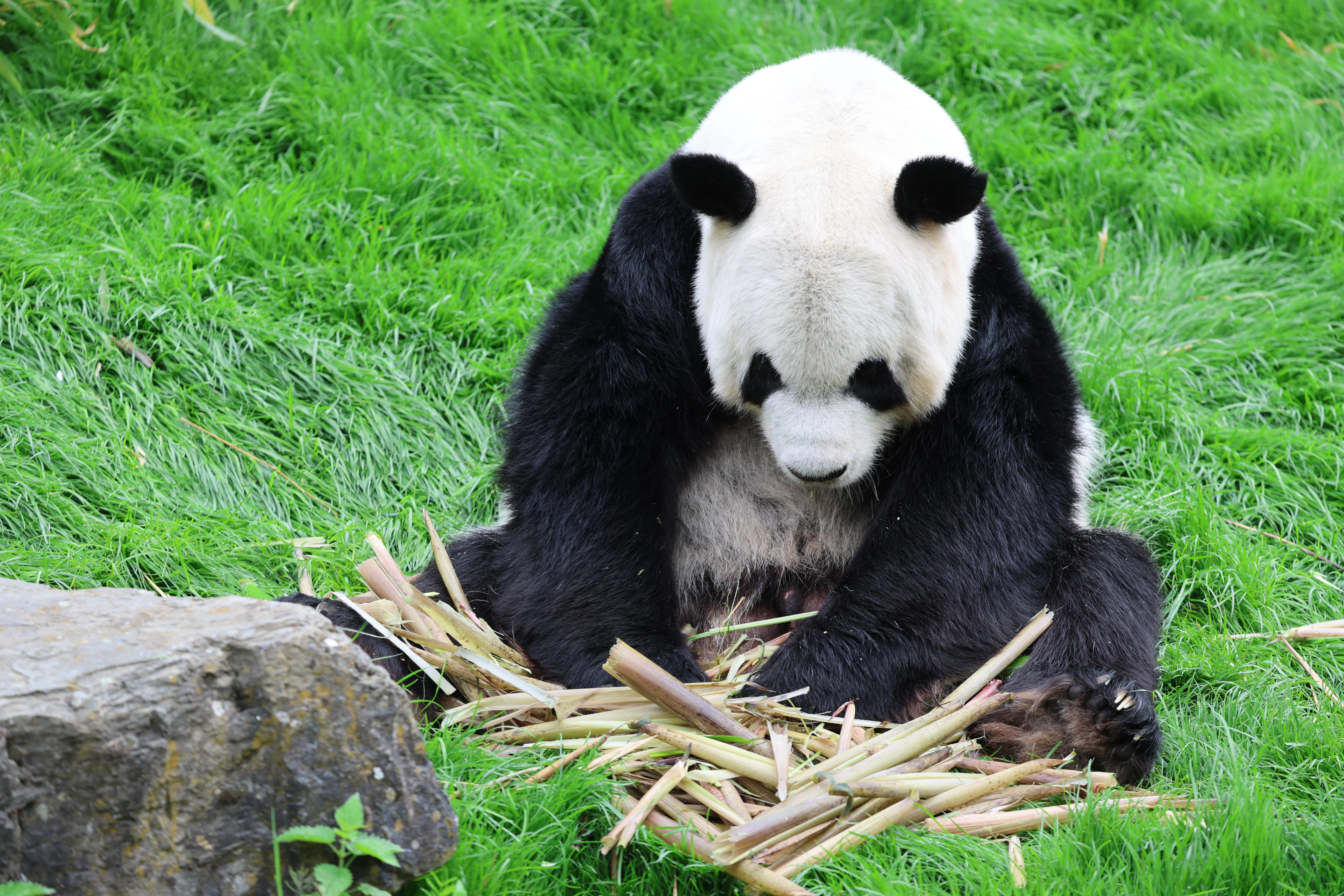 Pairi Daiza