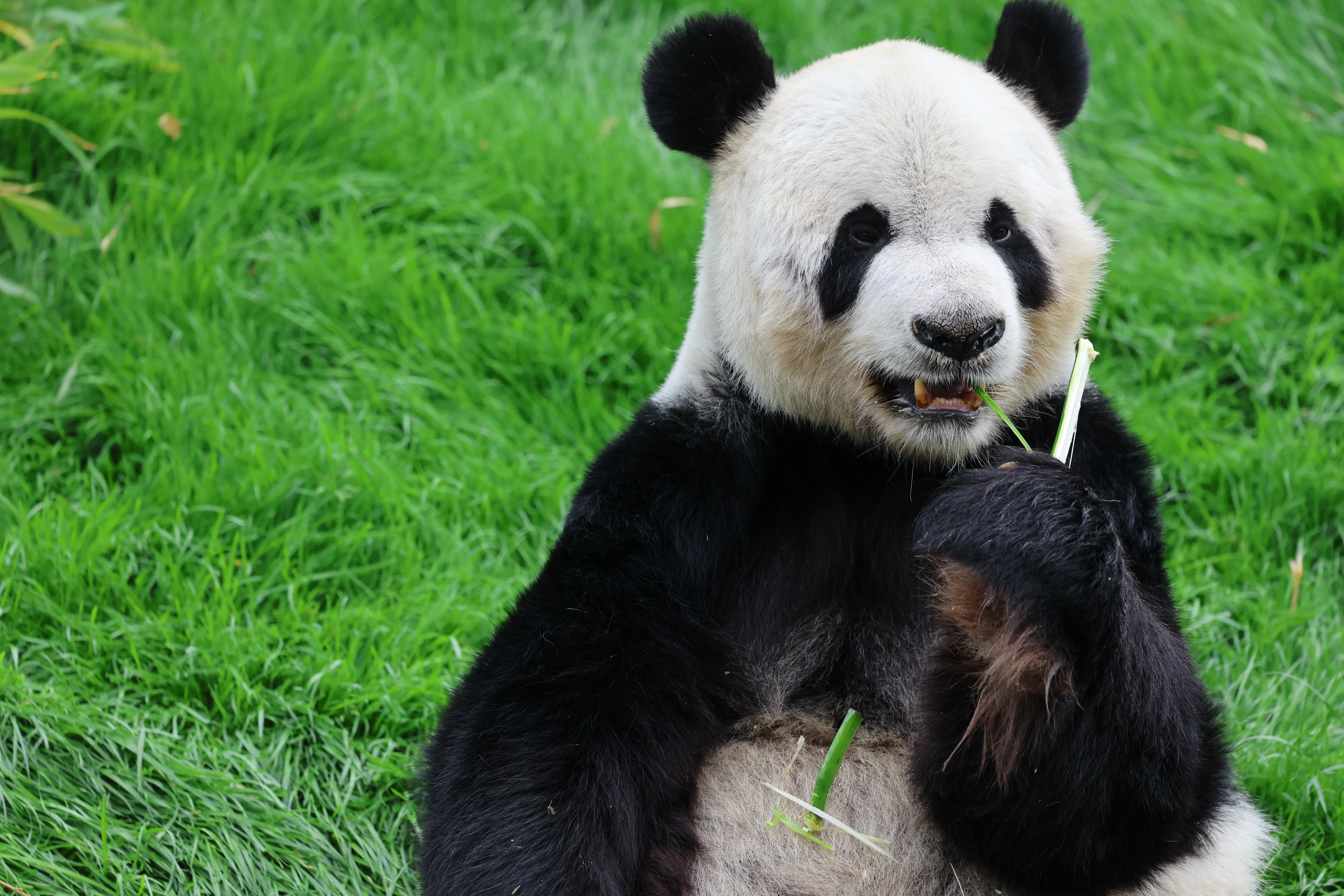 Pairi Daiza