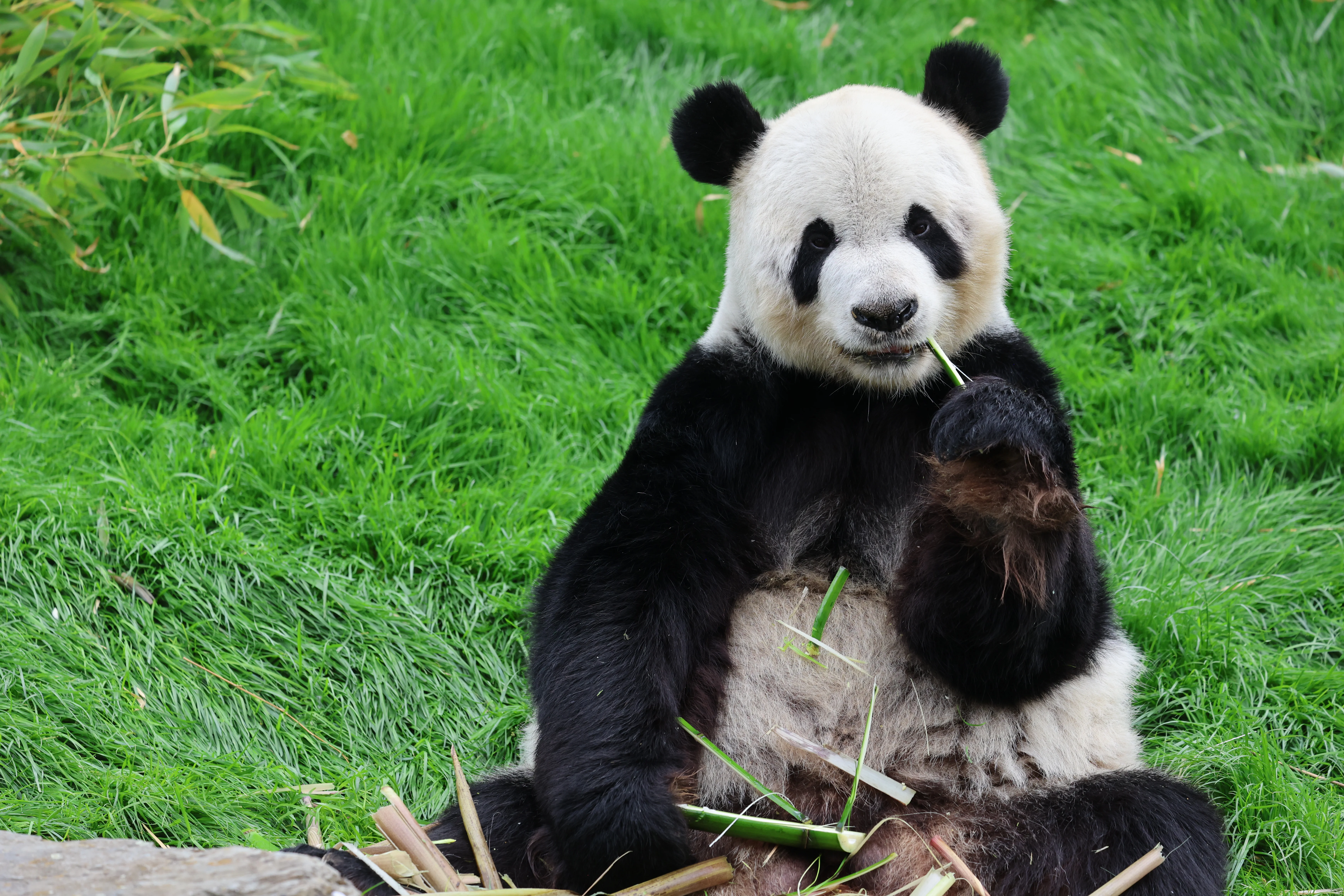 Pairi Daiza