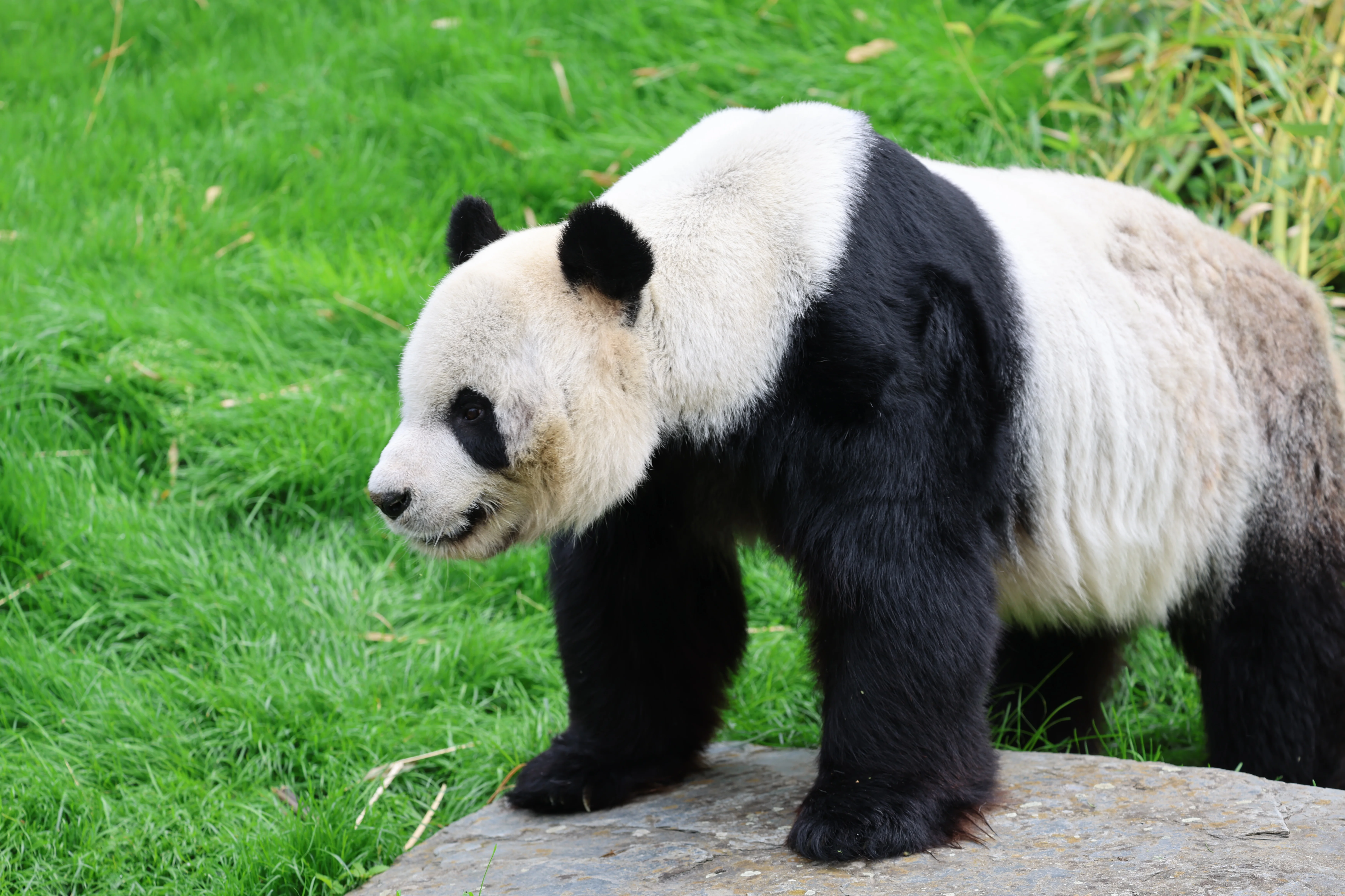 Pairi Daiza