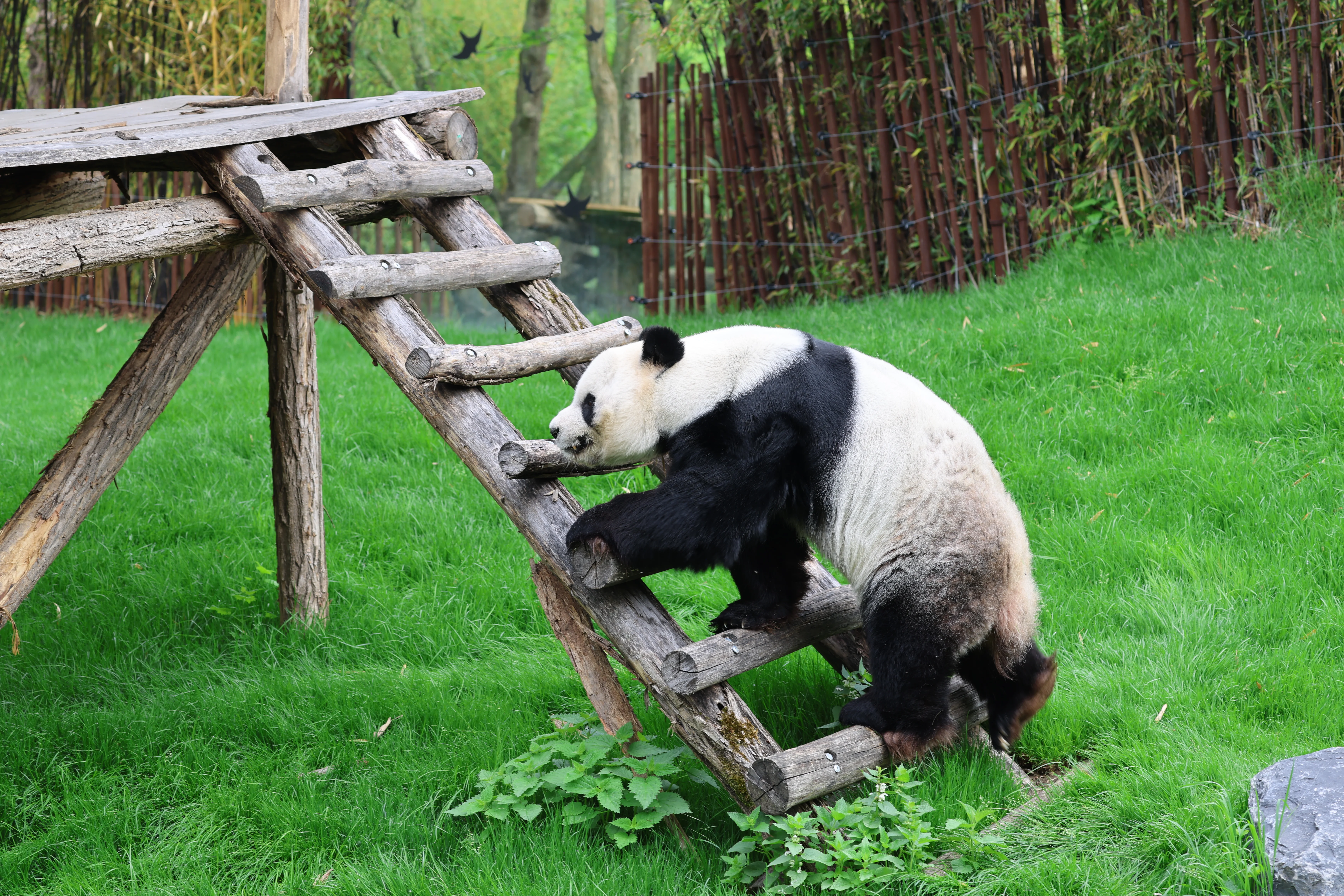 Pairi Daiza